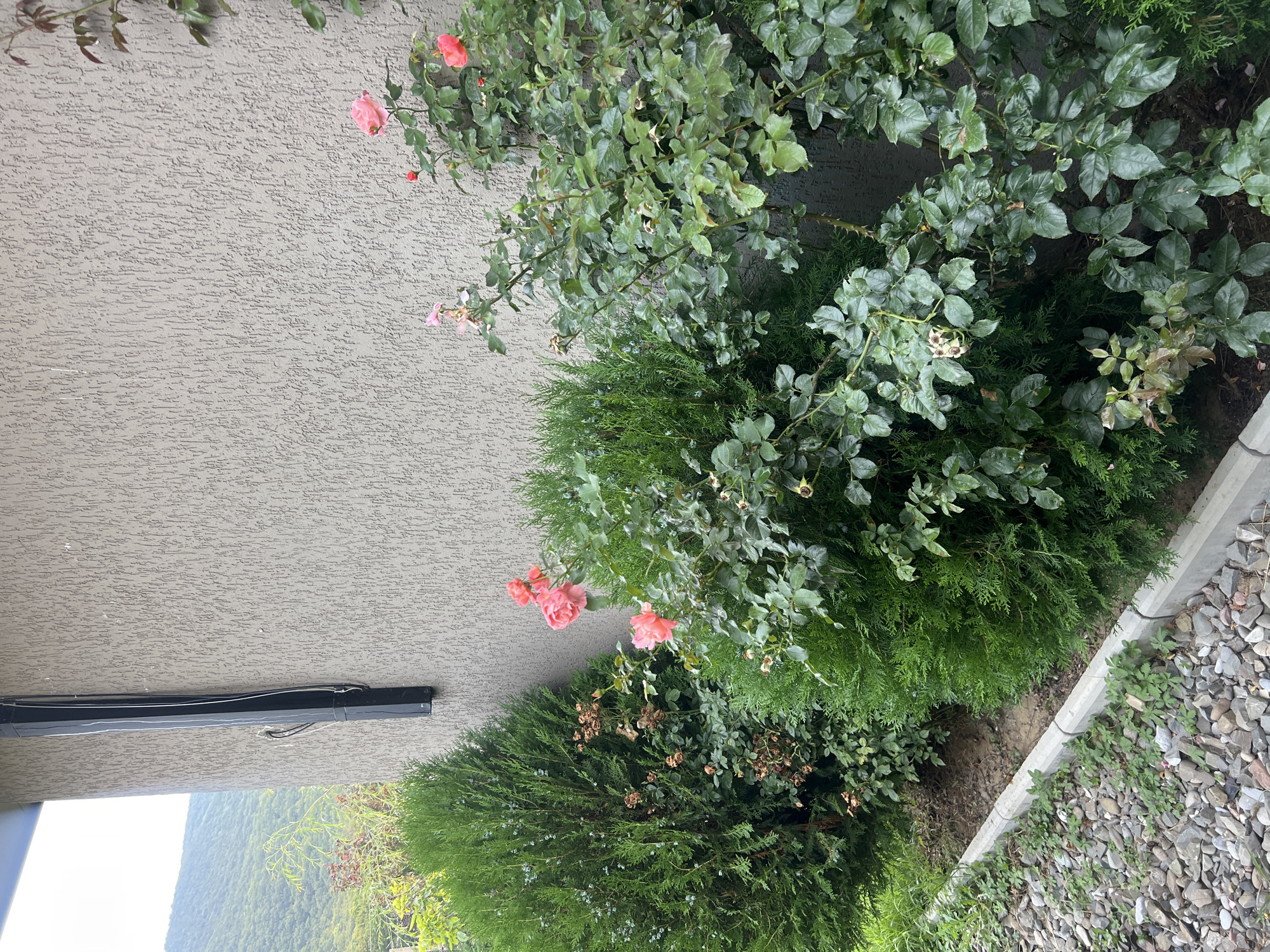 In Tsodoreti, Georgia, a close-up outdoor shot captures a section of a building's textured, light-grey exterior wall. To the left, a dark vertical conduit runs down the wall. In front of the wall, lush green foliage dominates the scene. Two large, conical evergreen bushes are positioned on the left, with a blooming rose bush to their right. The rose bush displays several pink flowers and numerous green leaves. The ground in front of the bushes is covered with small, grey pebbles and a concrete border. In the background, a verdant hillside is visible under a bright, overcast sky.