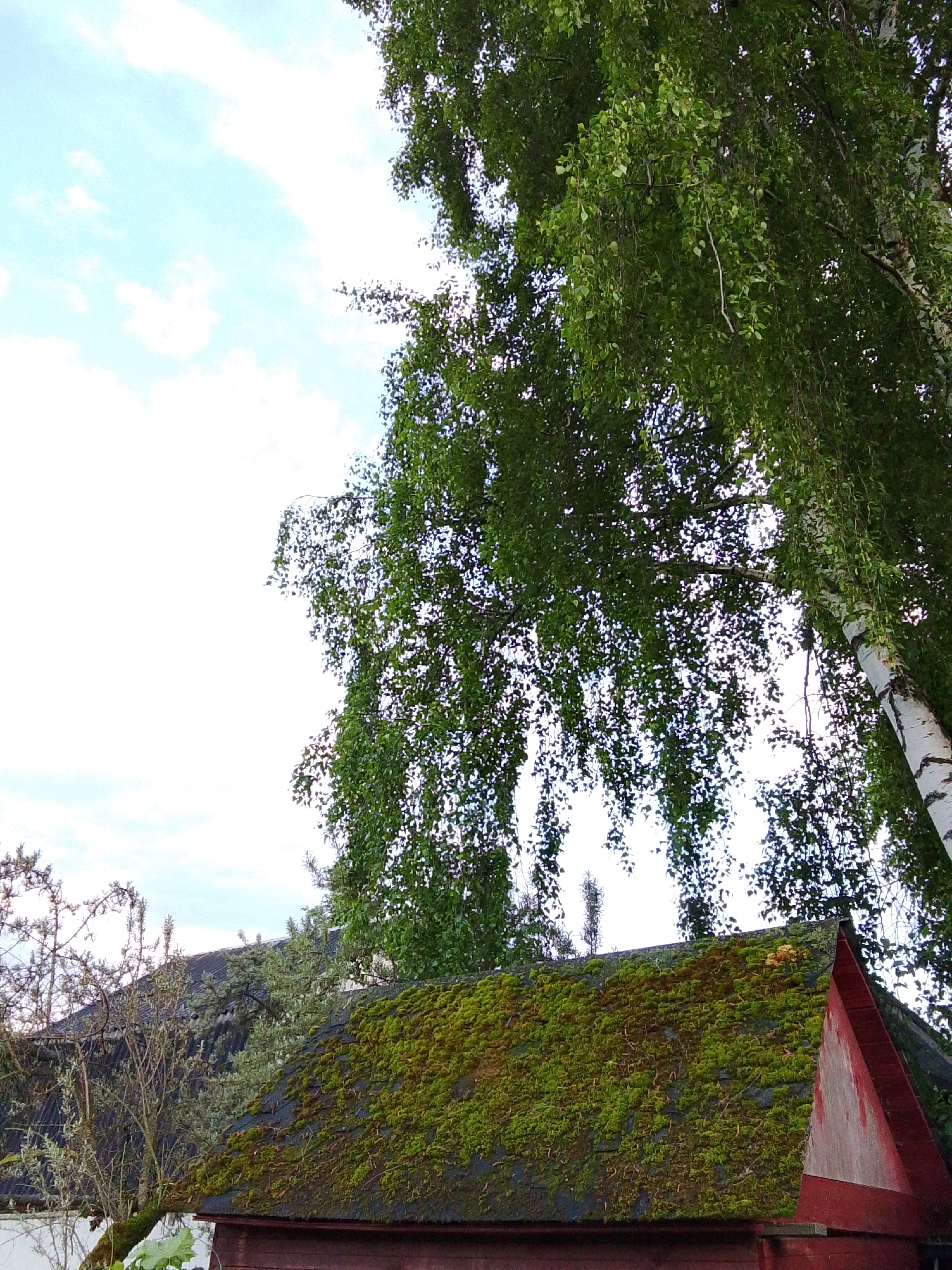 The image depicts a lush scene with a focus on vegetation and architecture. A building, predominantly red, is topped with a roof heavily covered in moss. A triangular red accent extends from the roofline. The foreground includes trees, with a birch tree prominently displayed on the right side. Its characteristic white bark is visible among the green foliage. In the background, the sky is partially visible, with white clouds suggesting a bright day. The image does not include any identifiable people. There is no indication from the image that places it in Snopok Novyi, Russia.