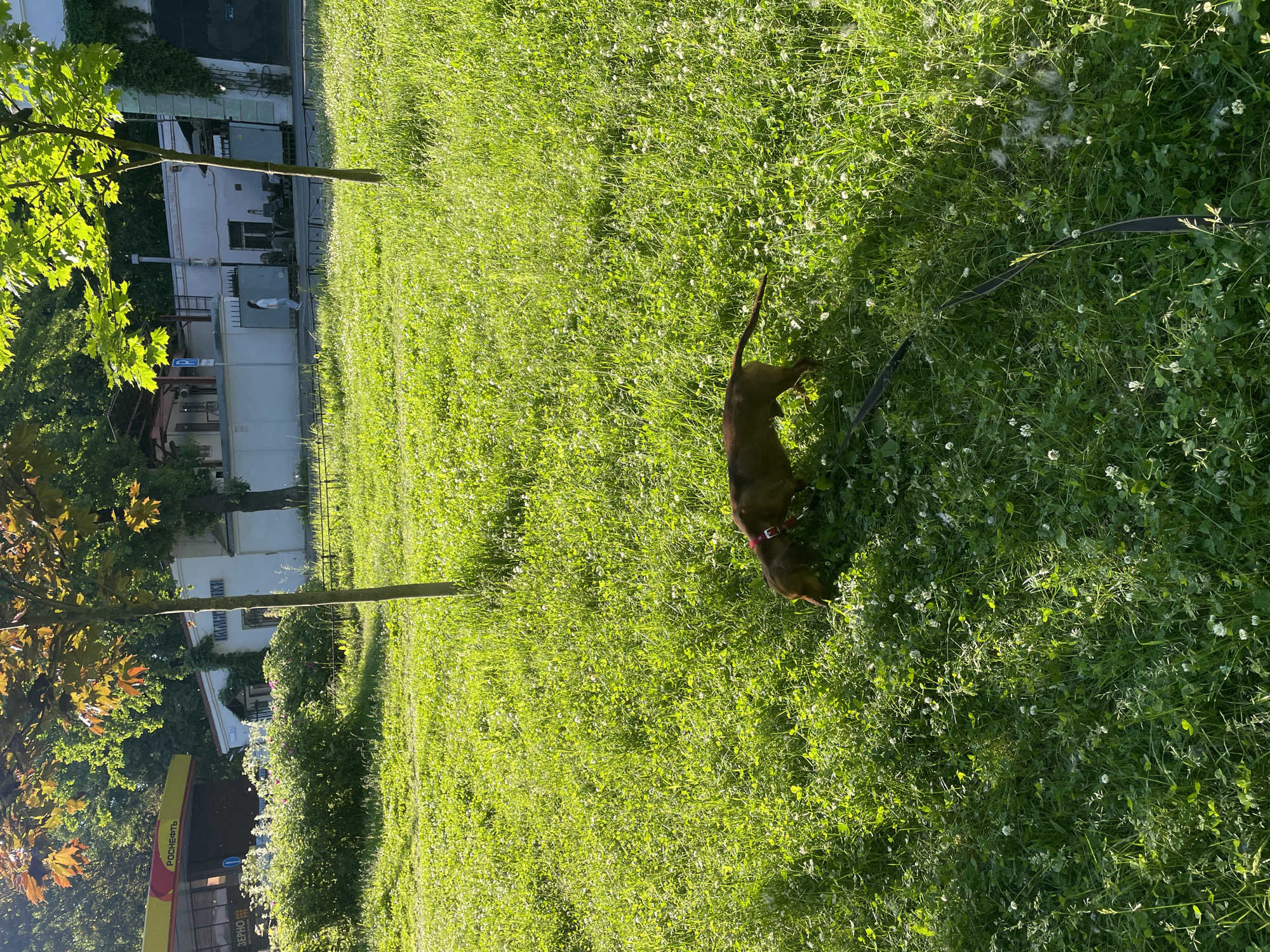 In the city of Saint Petersburg, Russia, on a bright, sunny day, a tan-colored dachshund is exploring a patch of lush green grass dotted with small white flowers. The dog, wearing a red collar, is sniffing the ground. A dark-colored leash trails behind it on the grass. In the background, a yellow and red structure with the word "РОСНЕФТЬ" (Rosneft) is visible, indicating a gas station. Further back, several buildings with white facades and some greenery can be seen. Trees with vibrant green leaves and some with tinges of orange are scattered throughout the scene. The overall environment is an urban park or green space.