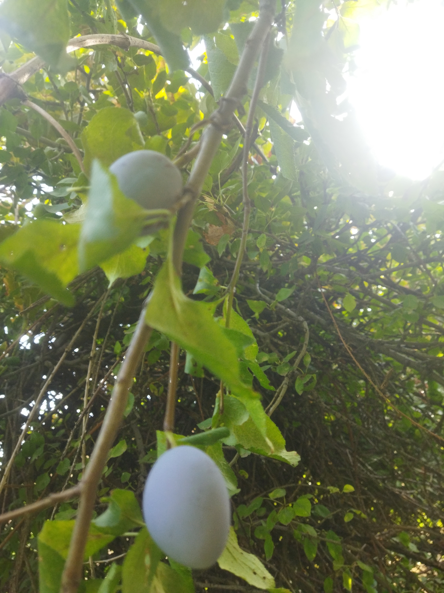 This is a close-up, low-angle shot of a plum tree in Mailuu-Suu City, Kyrgyzstan. Two light purple plums are visible, one in the foreground on the right and another higher up and to the left, partially obscured by leaves. The plums are oval-shaped and have a matte finish. The tree has thin, brown branches and green leaves, some of which are slightly out of focus. The background is a dense canopy of leaves and branches, with bright sunlight filtering through from the upper right corner, creating a lens flare effect. The overall impression is one of natural growth and sunlight.