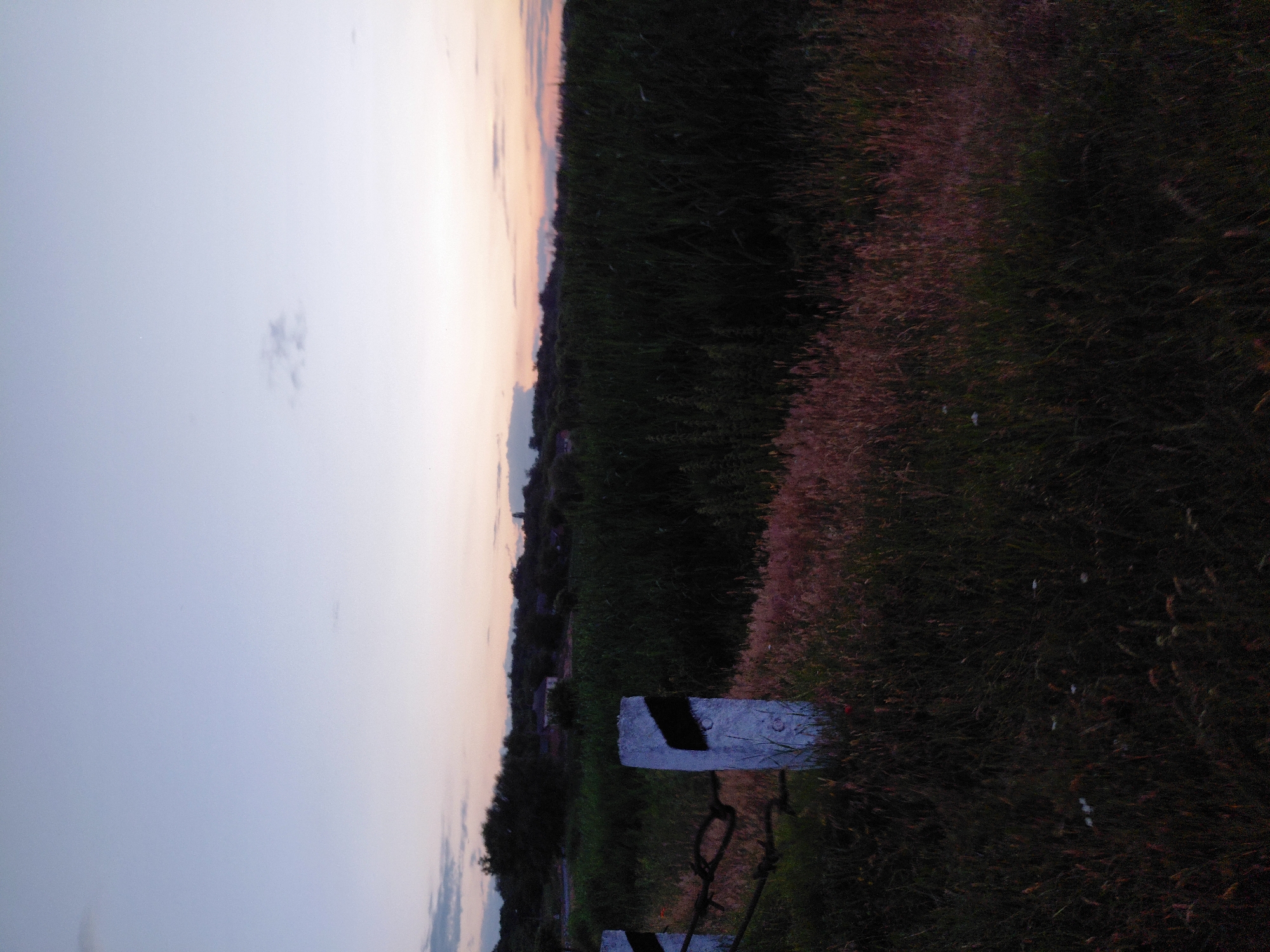 The image depicts a rural landscape at dusk, likely near Ustyvytsia, Ukraine. In the foreground, a weathered white concrete post with black diagonal markings stands beside a chain-link fence. Beyond the fence, tall, dark green reeds dominate the midground, with sparse reddish-brown grasses in the immediate foreground. In the background, a line of trees partially obscures houses and a distant hill. The sky is a pale gradient of blue and pink, indicating the setting or rising sun. No people or animals are visible in the frame.