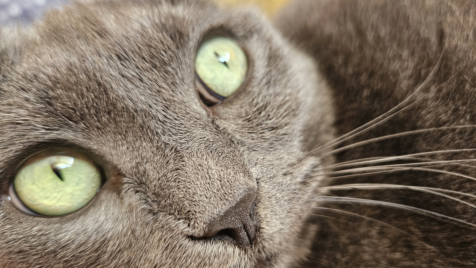 This is a close-up, macro photograph of a grey cat's face, focusing on its right eye, nose, and whiskers. The cat has striking light green eyes with vertical pupils. The fur is short and appears soft. The image is dominated by shades of grey and muted tones. There is no indication of the city of Krasnodar, Russia, or any other geographical location. The scene is devoid of people, actions, or interactions, and the environment is not visible beyond the cat's fur.