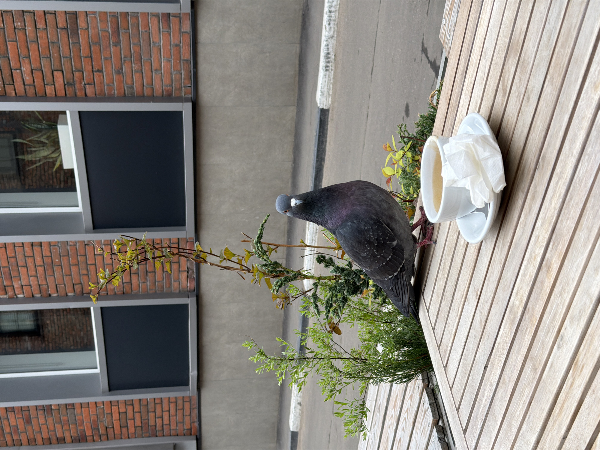 A pigeon is perched on a wooden outdoor table next to a white coffee cup filled with liquid and a crumpled white napkin. The table is next to a green plant. In the background is the side of a brick building with windows. The photo was taken outdoors in Moscow, Russia.
