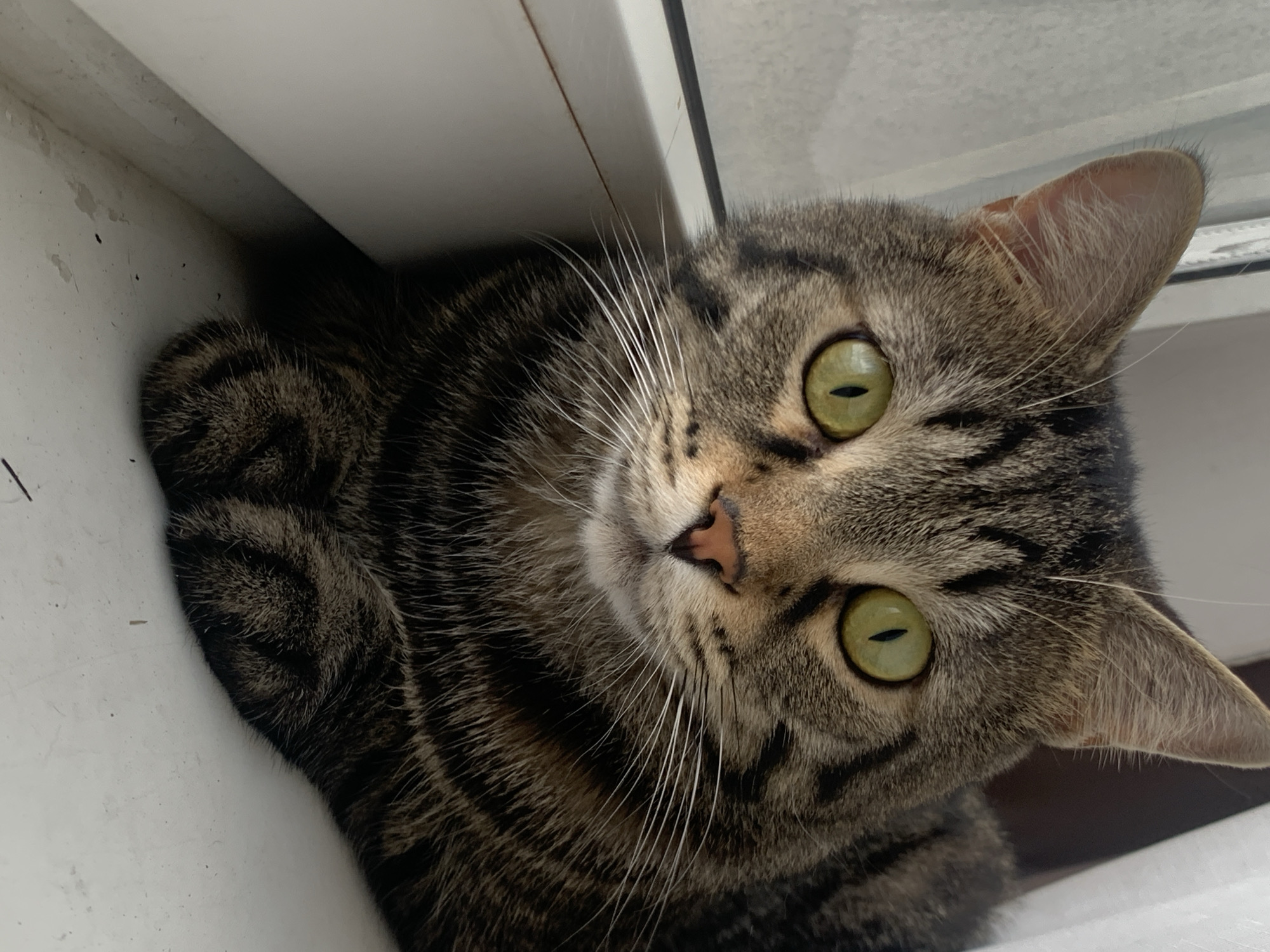 A close-up, eye-level, indoor photograph shows a tabby cat with green eyes resting on a white windowsill. The cat's paws are tucked underneath its body, and its head is turned towards the camera. The cat's fur is a mix of brown, black, and grey stripes. The background is blurred, but appears to be a window with white curtains. There are no people or other animals visible in the image. This image was taken in the city of Stavropol, Russia.