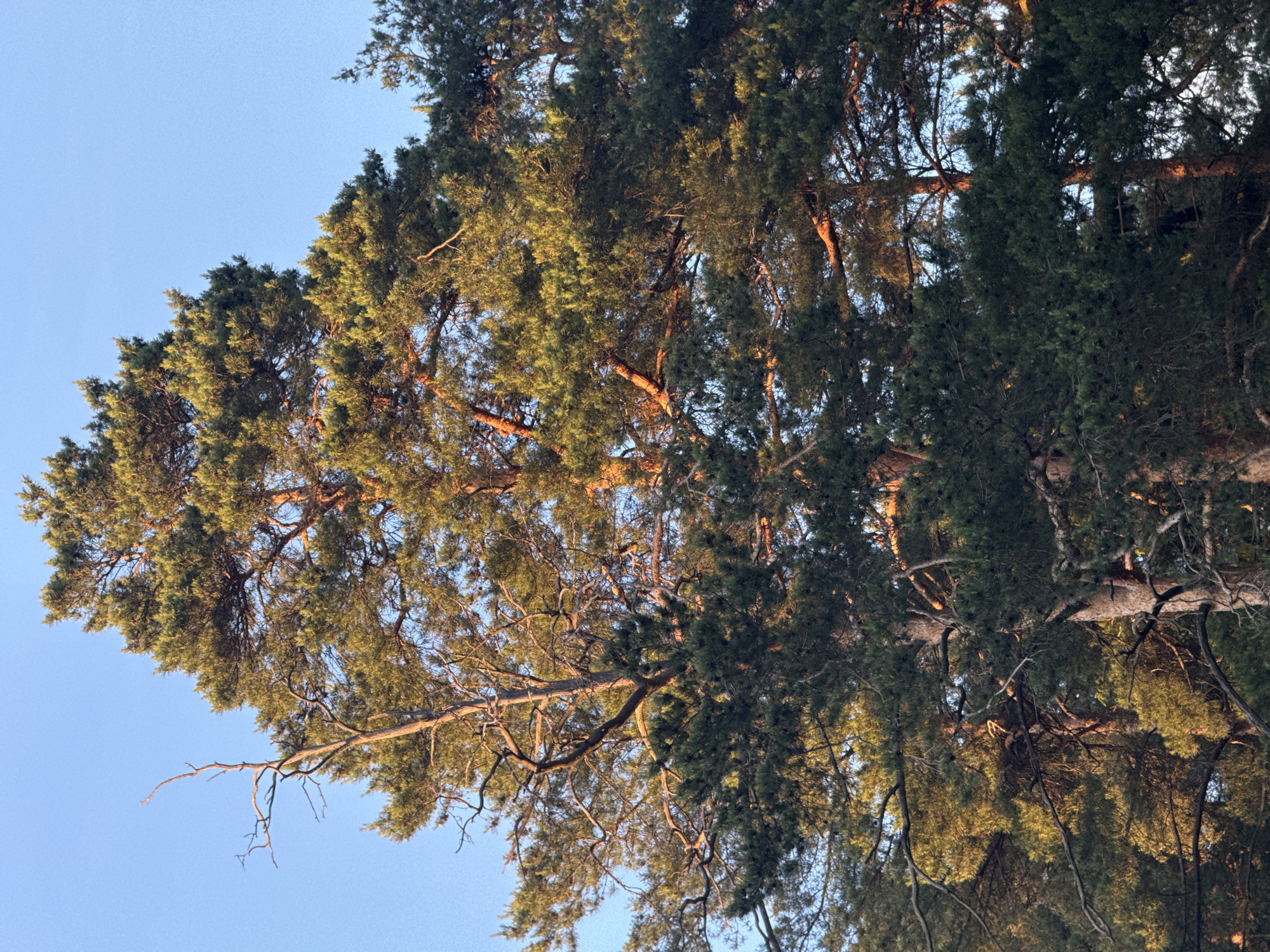 The image displays a dense cluster of tall pine trees against a clear, light blue sky in Votkinsk, Russia. Sunlight illuminates the upper canopies and portions of the tree trunks from the left, imparting a golden-orange hue to the green needles and reddish bark. Several bare, dead branches are visible, particularly in the upper left section of the main tree. The lower sections of the trees are in comparative shadow, showing darker green foliage. No individuals, animals, actions, or man-made objects are present in the scene.