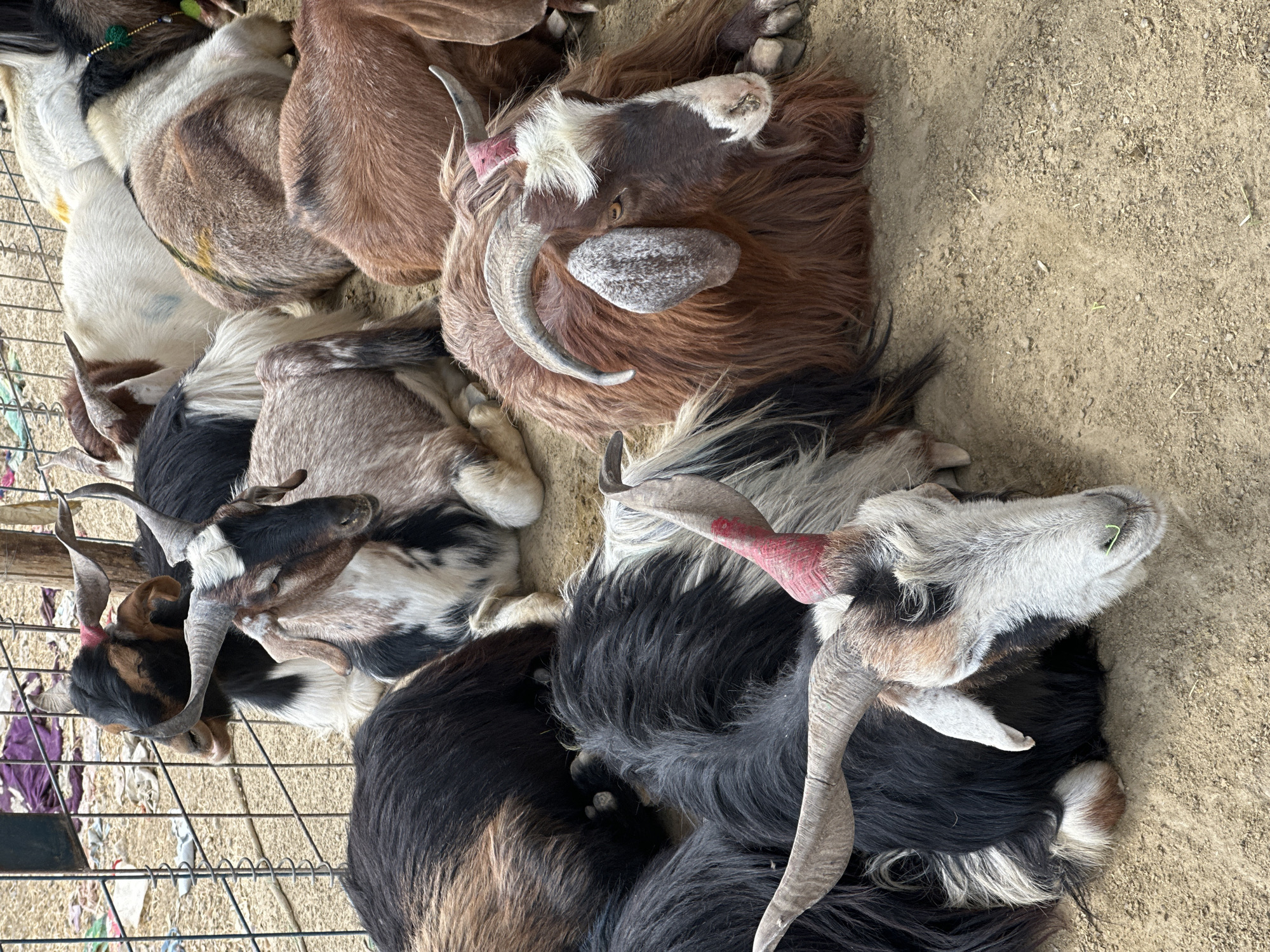 A high-angle shot depicts a group of goats lying on the ground, likely within Quetta City Tehsil, Pakistan. The goats vary in color, with some having brown, black, and white coats. Several of the goats have prominent horns, and one appears to have a protective covering or treatment on one horn. The background shows a dirt or gravel surface. A wire fence is visible in the lower left corner of the image.