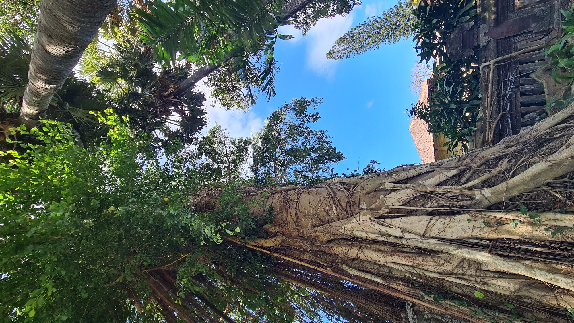 The image shows a large, old banyan tree with numerous aerial roots cascading down from its trunk. The tree is in an outdoor environment with a bright blue sky visible through its branches. Palm trees and other lush green foliage surround the banyan tree. In the background, a traditional building with a thatched roof and intricate wooden fencing can be seen. This scene is located in Denpasar, Indonesia, a city known for its vibrant culture and lush tropical landscapes. The photo captures the natural beauty and architectural heritage of the region.