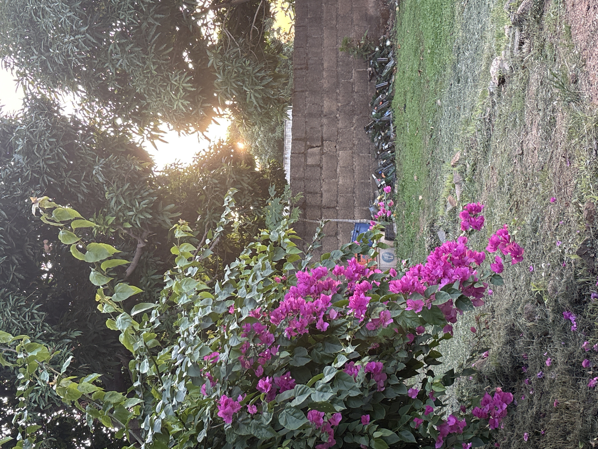 The image depicts an outdoor scene in Jos, Nigeria, featuring a vibrant bougainvillea plant with numerous pink flowers in the foreground, cascading over its green leaves. Behind the plant, a rough-hewn brick wall runs horizontally across the mid-ground. Scattered on the ground in front of the wall are numerous empty glass bottles, predominantly green. Beyond the wall, lush green trees, likely mango trees given the region, dominate the background, with the sun's rays filtering through their leaves, creating a warm, diffused light. The ground in front of the wall is covered in green grass, with some dry, sparse vegetation and scattered leaves near the bougainvillea. The overall atmosphere suggests a natural outdoor setting, possibly a yard or an undeveloped area, with evidence of discarded materials. There are no people visible in the image.