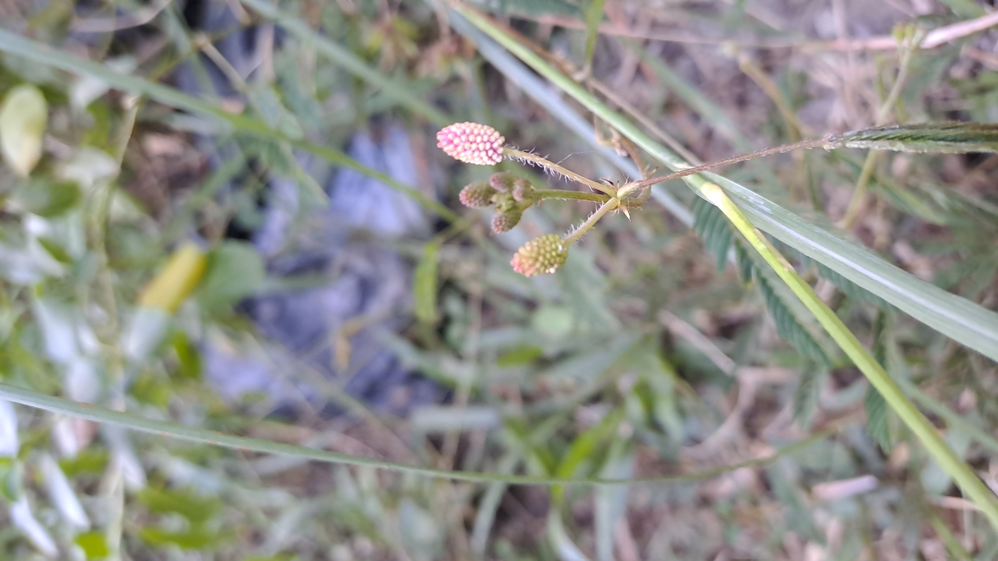 A close-up, vertical shot features a cluster of small, pinkish-purple flower buds on a thin stem, surrounded by green foliage. The buds are spherical and appear fuzzy, with tiny hairs visible on the stem. The background is blurred, showing a mix of green grass, dry earth, and a dark, undefined object. The image was captured outdoors in Geulanggang Baro, Indonesia, where the natural environment is dominant. No people or animals are present in the frame.