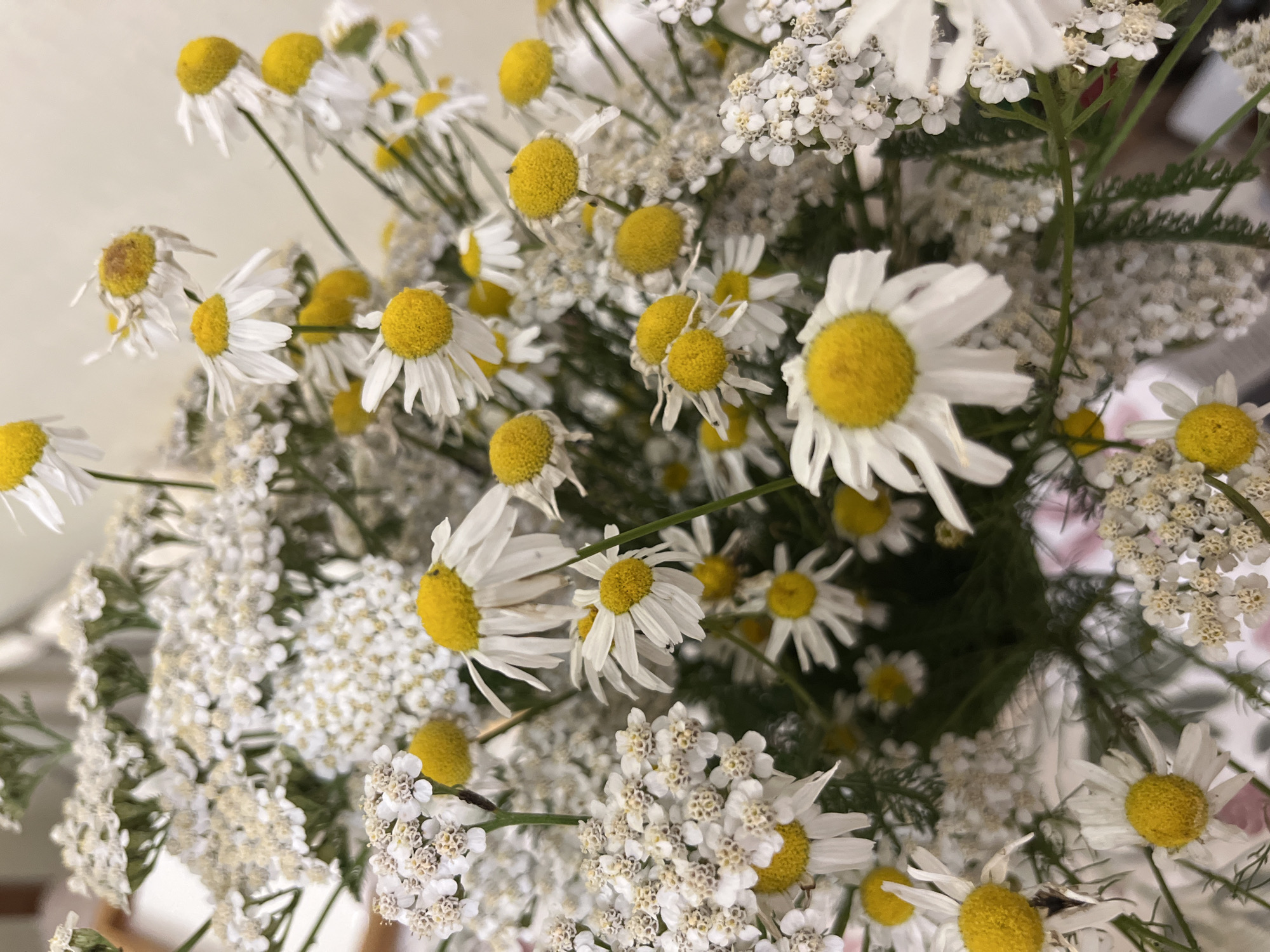 A close-up, vertical shot captures a bouquet of daisies and smaller white wildflowers. The daisies, with their white petals and yellow centers, are prominent throughout the frame, some appearing fresh and others slightly wilted. Interspersed among them are clusters of tiny white flowers, resembling yarrow. The bouquet is set against a soft, blurred background that suggests an indoor environment. There is no visible indication of the city of Ivanteyevka, Russia, or any specific location details within the image itself. The scene is static, focusing solely on the arrangement of the flowers.
