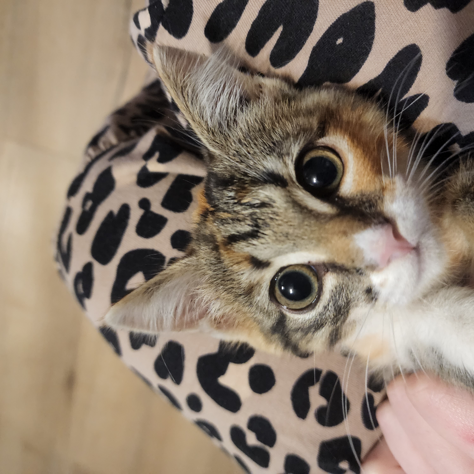 The image shows a close-up of a calico kitten being held by a person. The kitten's face is the central focus, with large, round eyes and a pink nose. Its fur has patches of white, black, orange, and brown. The person's hand is visible on the left side of the frame, gently holding the kitten. The person is wearing clothing with a leopard print pattern. The background appears to be a wooden floor. There is no discernible information about the location in Moscow, Russia.