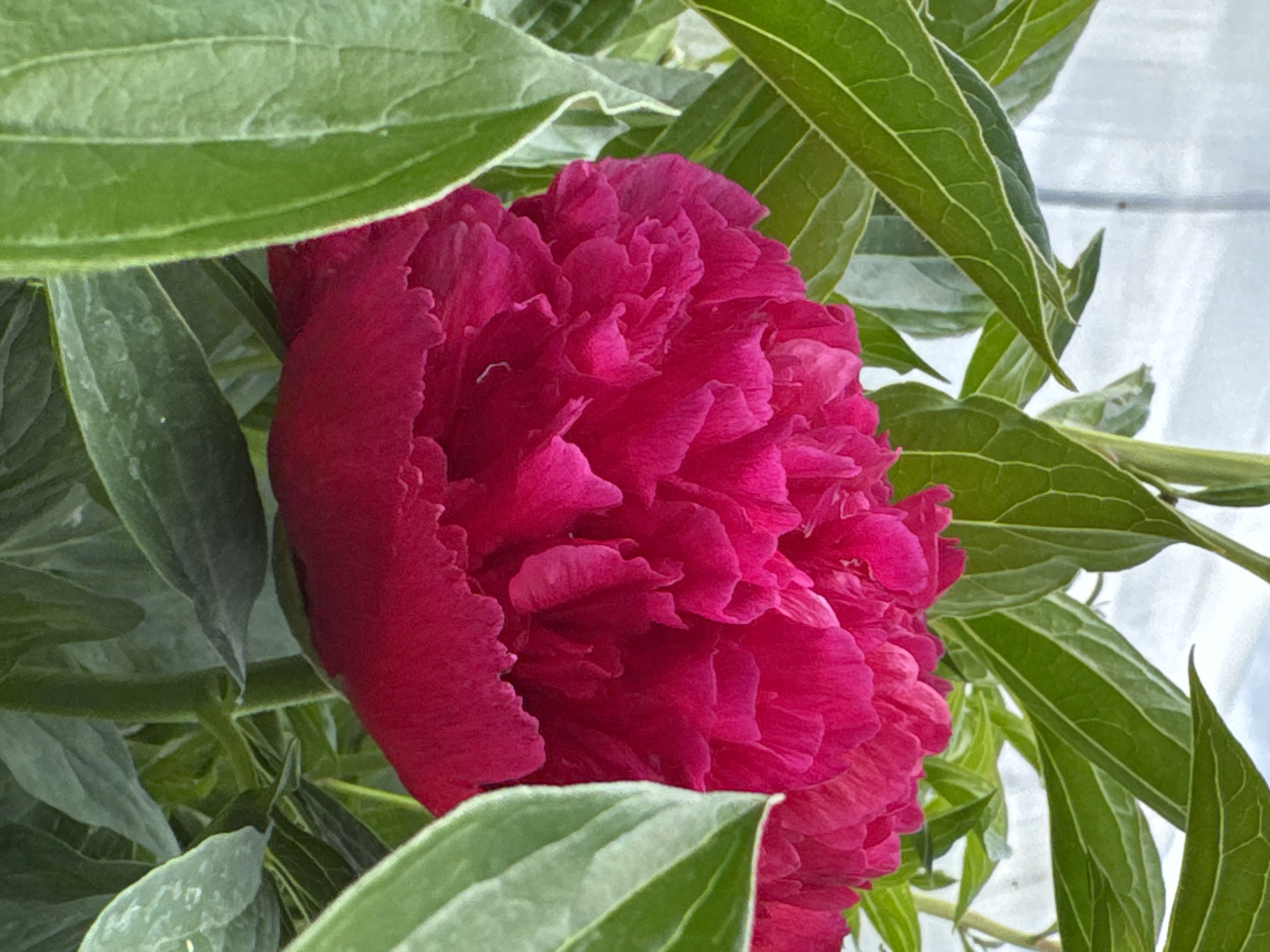 A close-up photograph shows a vibrant, deep pink peony flower in full bloom, surrounded by green leaves. The peony's petals are tightly packed, creating a ruffled appearance. The leaves are elongated and have prominent veins, some appearing slightly variegated. The background is a light color, possibly a wall or sky. The location, Nizhnyaya Gar', Russia, is not readily discernible from the image itself. The scene focuses on the flower's beauty and texture.