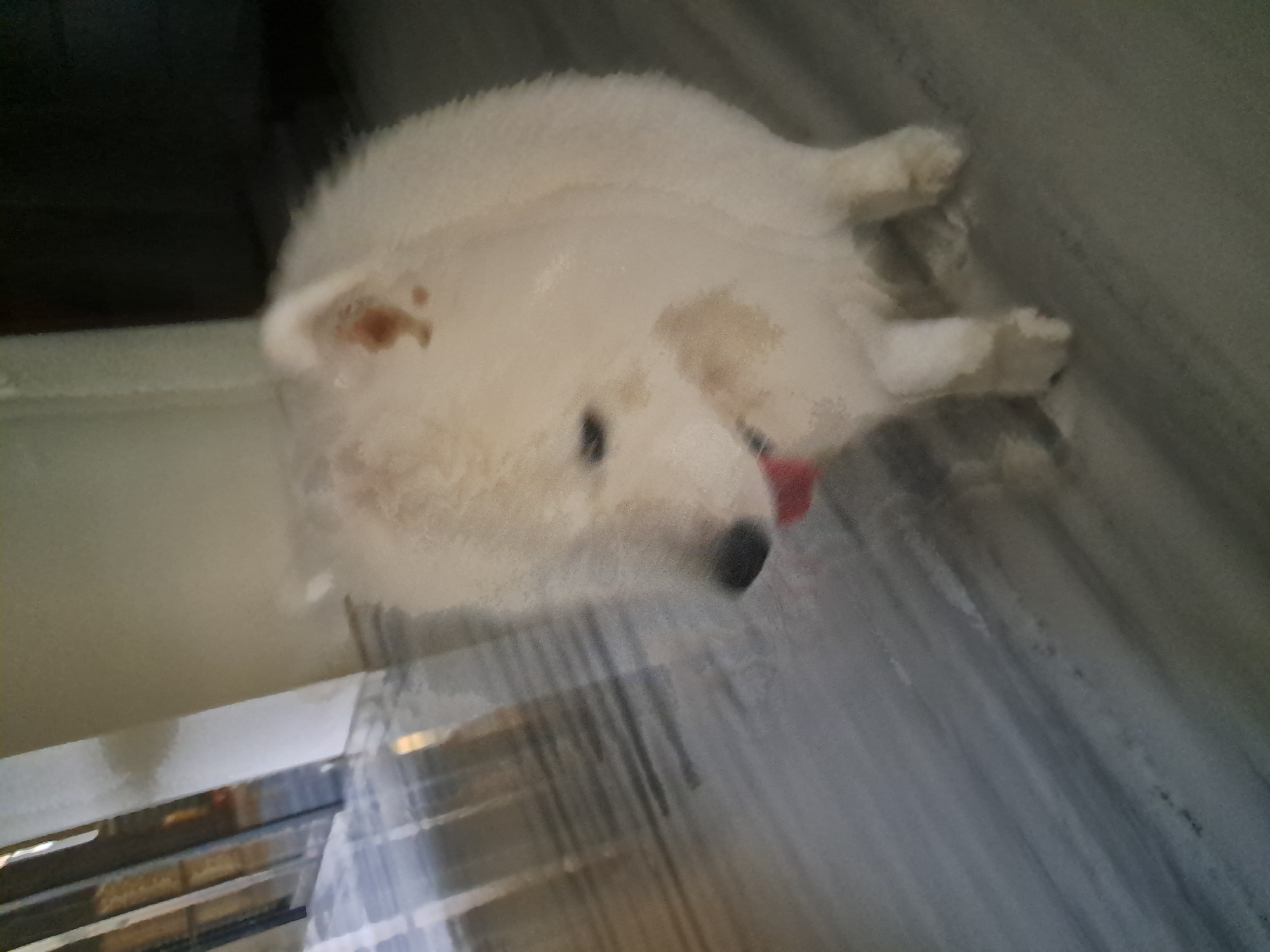 A white fluffy dog with its tongue sticking out is the main subject in this image. The dog is positioned in the center of the frame, looking downwards. The floor beneath the dog appears to be made of polished marble with grey and white veining. In the background, there is a wall and what looks like a reflection of a doorway or hallway with vertical lines. There are some light brown patches on the dog's fur. The lighting in the scene is dim. The location is in Bareng Lor, Indonesia.