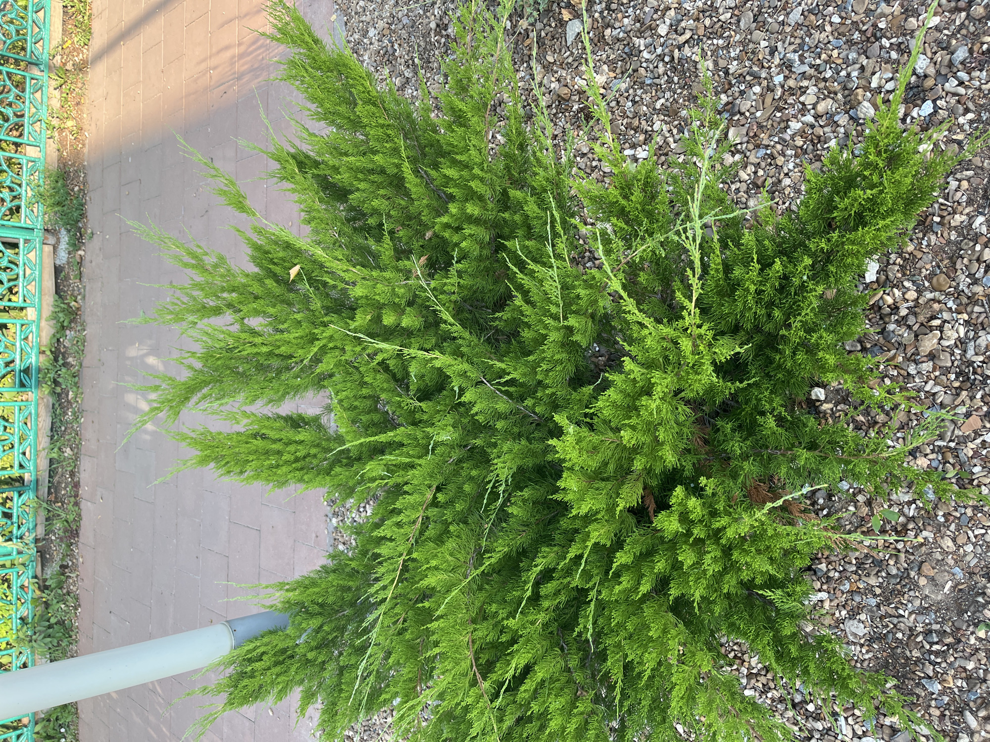 A bright green juniper bush with needle-like foliage is centered in the frame, resting on a bed of small, multicolored gravel. To the left of the bush, a portion of a white, cylindrical pole with a gray base is visible. Behind the bush and pole, a paved walkway made of reddish-brown rectangular bricks extends horizontally. Further back, a turquoise decorative metal fence with intricate scrollwork runs along the top of the frame, with patches of green grass and foliage visible beneath it. The scene appears to be outdoors in a public area, possibly a park or a street in Novye Turbasly, Russia, given the context.