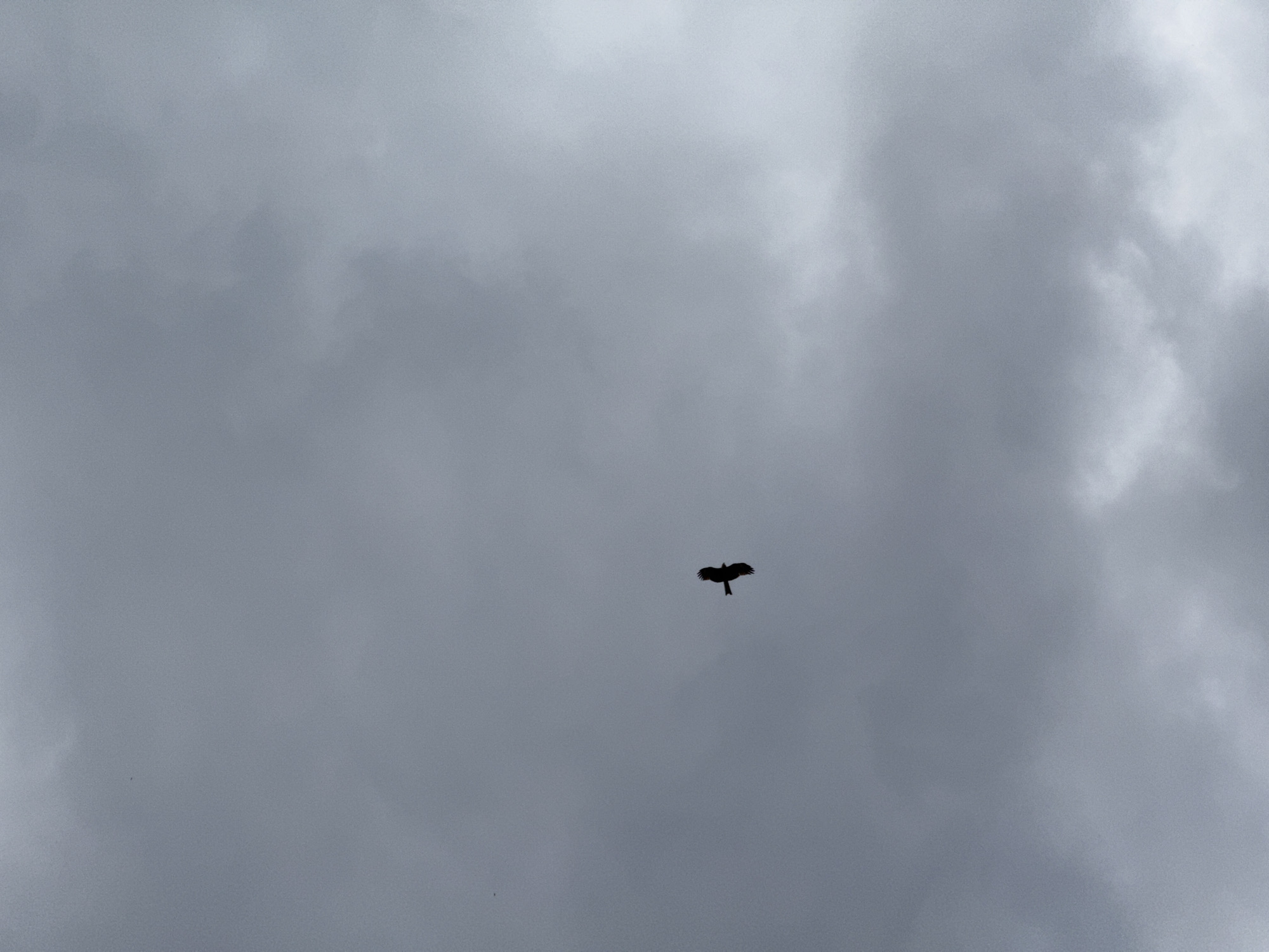The image features a solitary bird in mid-flight against a vast, heavily overcast sky. The sky is dominated by dense, grey clouds, which vary in tone from light silver-grey to darker, deeper grey, indicating depth and a thick cloud cover. The bird, positioned slightly to the right of the frame's center, is captured in a stark black silhouette with its wings fully extended, suggesting either gliding or active flight. Its form is distinct against the muted backdrop of the clouds.
The uniform grey palette creates a somber and tranquil atmosphere. No specific details of the bird's species are discernible due to its silhouetted appearance. The overall scene suggests a cloudy day, possibly just before or after rain, or simply a day with persistent heavy cloud cover. There are no other visible subjects, landmarks, man-made objects, or text within the image.
The provided crops further emphasize the texture and variations within the cloudy sky, and one crop gives a slightly magnified view of the bird's silhouette, confirming its shape and flight posture. Another crop reveals a tiny, almost imperceptible speck in the lower left of the original image, which could be a distant object or another bird. The composition focuses solely on the bird and the expanse of the sky.