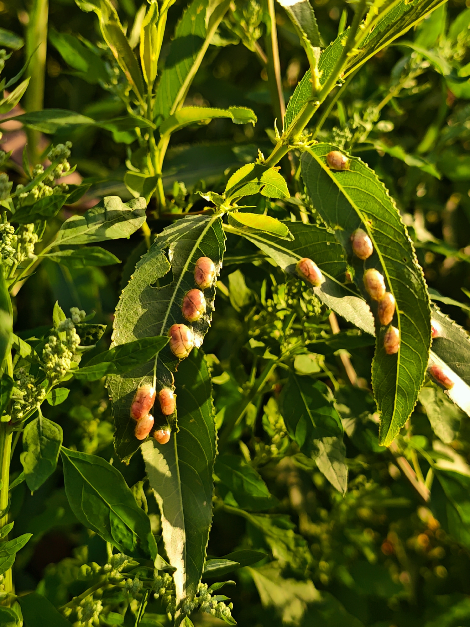 This is a close-up, eye-level outdoor photograph of green leaves with several bulbous, orange growths on them. The growths appear to be insect galls. The leaves are elongated and serrated, with visible veins. The background is a blur of more green foliage, with some sunlight catching the edges of the leaves and creating highlights. The image is well-lit, with the sun appearing to be to the right and slightly behind the camera, casting a warm glow. The location is identified as Dmitrov, Russia, but no specific context is provided in the image itself to further pinpoint the exact setting within the city.