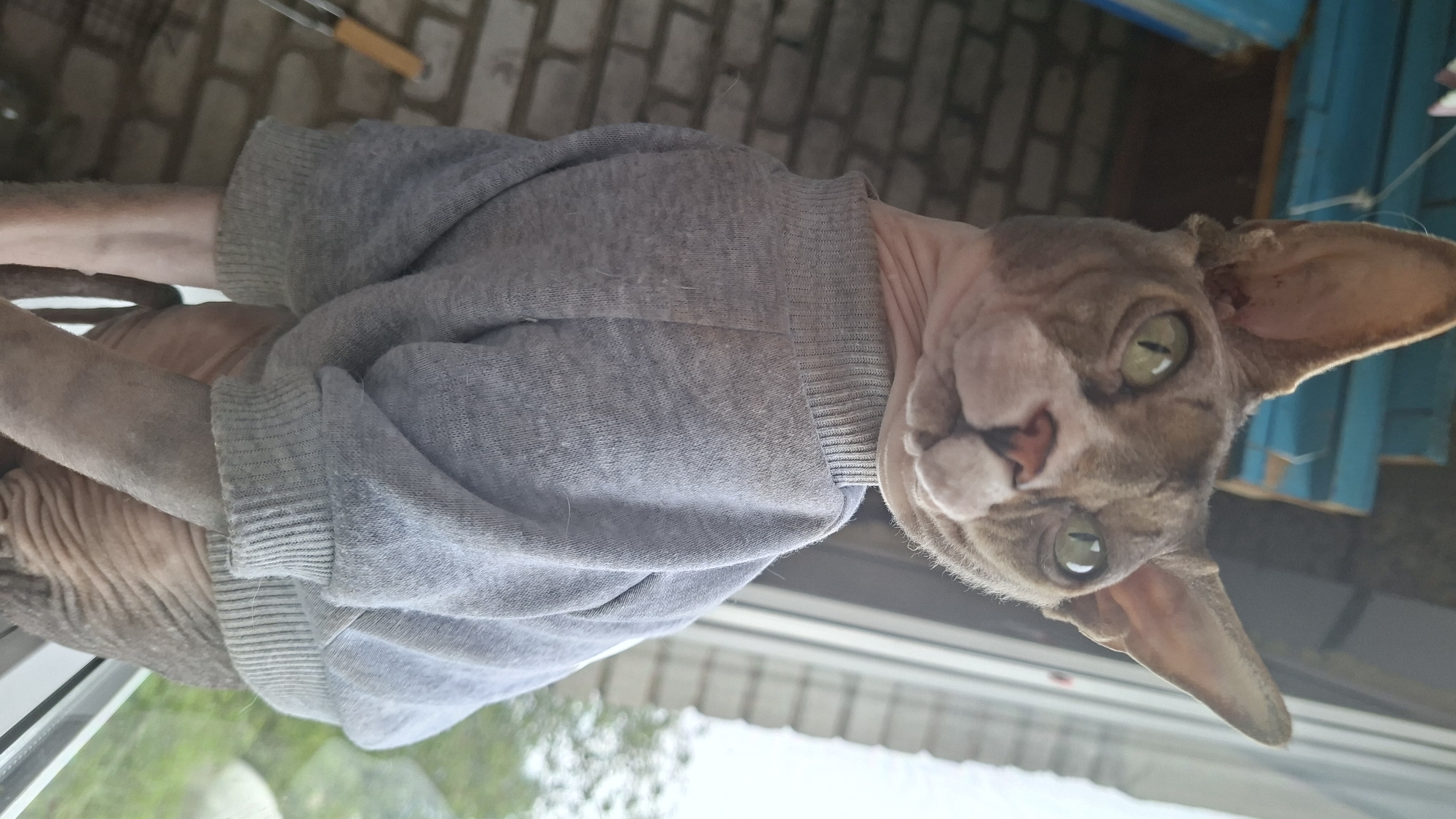 A hairless cat with green eyes is wearing a gray sweater. The cat is indoors and appears to be looking out of a window. The location is Забалоцкі сельскі Савет, Belarus.