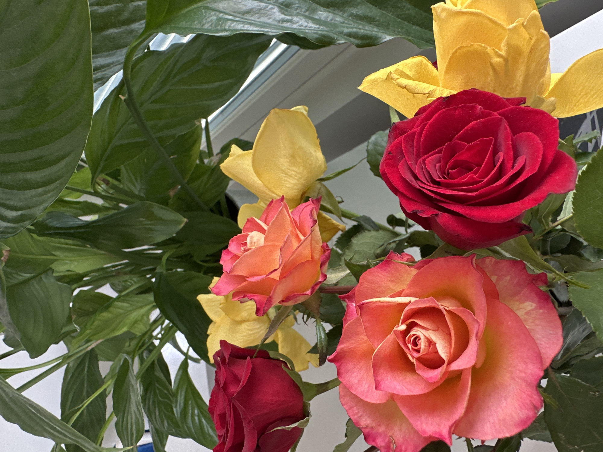 The image displays a close-up view of a bouquet of roses, with lush green foliage forming the background. The roses are in various stages of bloom and feature a range of colors. There's a prominent deep red rose in the upper right, a vibrant yellow rose behind it, and two roses with a gradient of coral and pink hues in the center and lower right. A smaller dark red rose is visible in the lower left. The leaves are a dark, glossy green, suggesting a healthy plant. The lighting appears to be natural, possibly from a window, casting soft shadows and highlighting the delicate textures of the rose petals. The overall impression is one of natural beauty and floral arrangement. There is no visible text in the image.