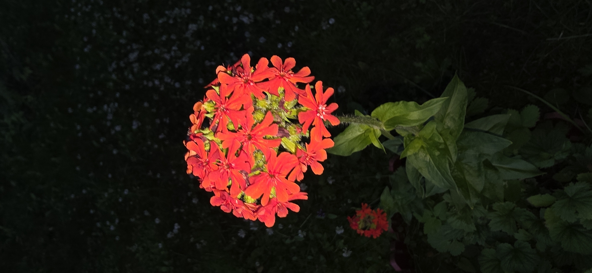A cluster of vibrant red flowers is in sharp focus, set against a dark, out-of-focus background of greenery and scattered white specks, possibly small flowers or debris. The main flower cluster is spherical, composed of many individual, five-petaled flowers. The stem supporting the main cluster is green and appears to have fine hairs. Below the main cluster, large, green leaves are visible. To the left and slightly lower, a smaller, less distinct cluster of red flowers can be seen, also surrounded by green foliage. The lighting suggests it might be dusk or nighttime, possibly with artificial light illuminating the flowers. The overall scene appears to be an outdoor garden setting, likely in a rural or suburban area. No people are present in the image. The location information provided, Электротехник Снт, Russia, suggests a dacha or garden cooperative setting, consistent with the visual elements.