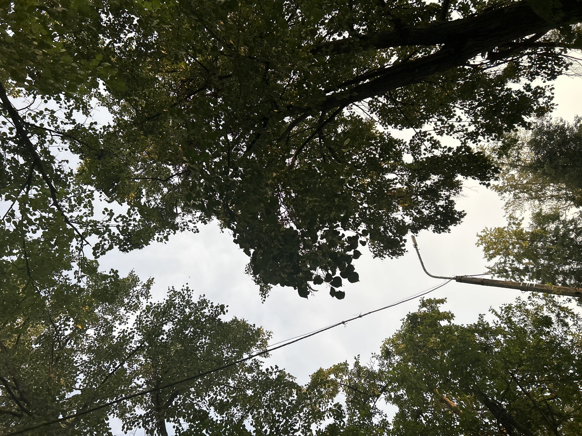 A low-angle shot shows a cloudy sky through the dense green foliage of trees in the city of Chaikovsky, Russia. A wooden utility pole with a streetlamp extends upwards, with a dark power line strung between it and another unseen pole. The leaves of the trees are vibrant green, suggesting a warm season, and appear to be deciduous. The light pole is weathered, with some white markings visible. The overall scene is natural, with man-made elements integrated into the environment.