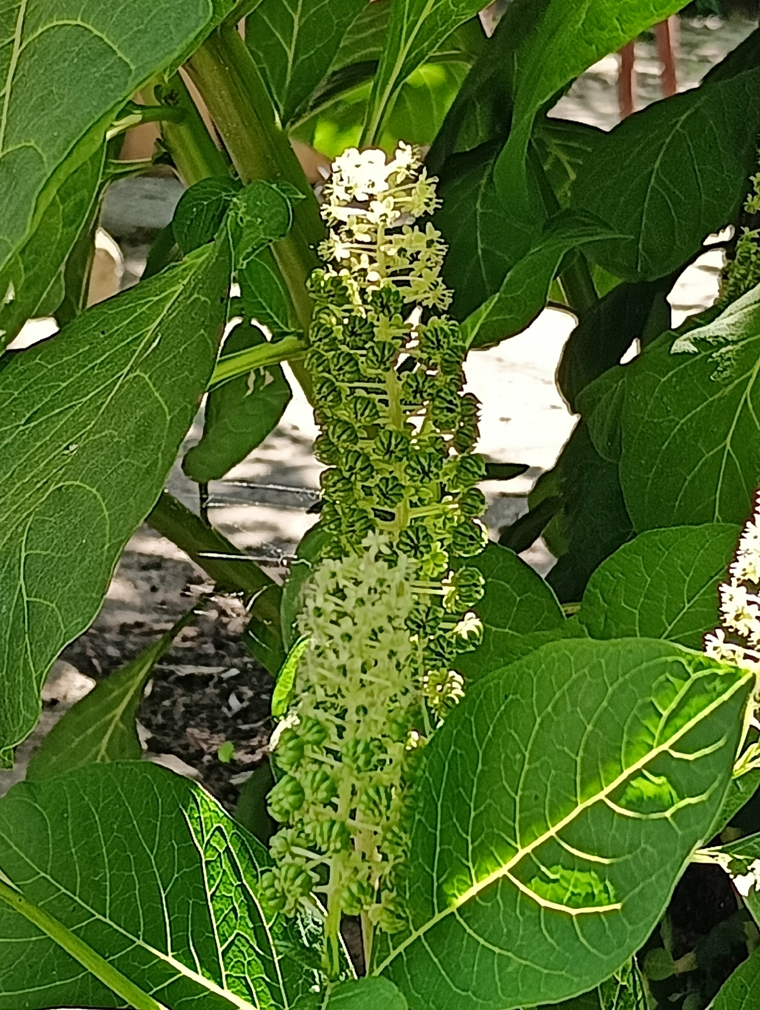 The media file shows a close-up view of a tall plant with large green leaves and a long, dense inflorescence of small green buds. The plant is likely Phytolacca americana, commonly known as pokeweed, given the appearance of its flowers and buds. The inflorescence is topped with a few white flowers, suggesting it is in the process of blooming. The leaves are broad and ovate with prominent veins. The background is blurred, but appears to be an outdoor setting with hints of sunlight filtering through the foliage. There are some shadowy areas suggesting it might be midday or early afternoon. The overall scene is natural and suggests a garden or wild environment. No people, text, or specific events are depicted. The location context provided is Biliaivka, Ukraine.