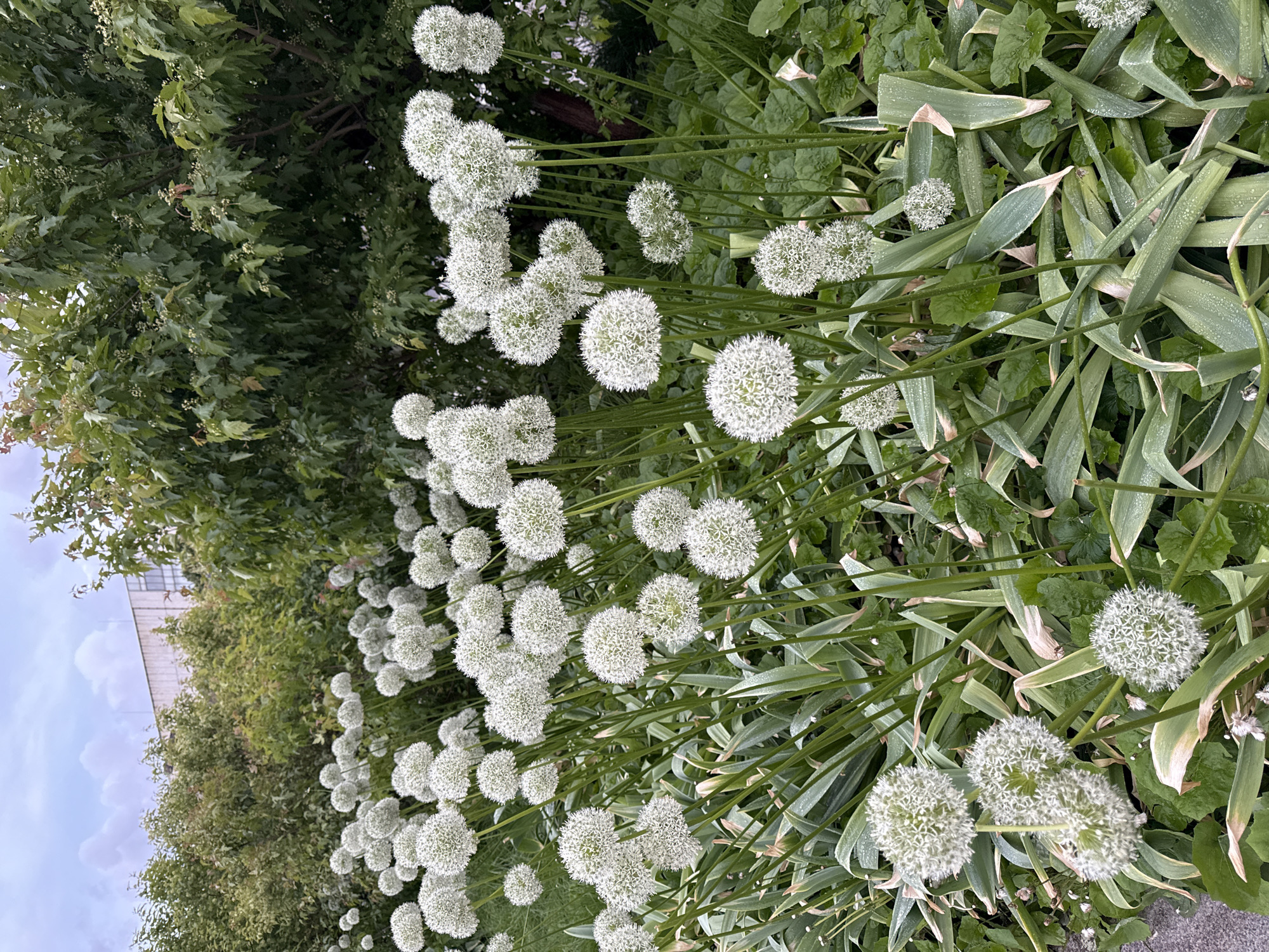 The image shows a close-up view of a garden bed filled with blooming white Allium flowers. The spherical flower heads are prominent, with long, green leaves extending upwards. The flowers are densely packed. Beyond the flower bed, there are green trees and foliage. The background suggests an outdoor setting, potentially a park or garden in an urban environment. There are no people in the frame. There are no further details of a specific location in Moscow, Russia.