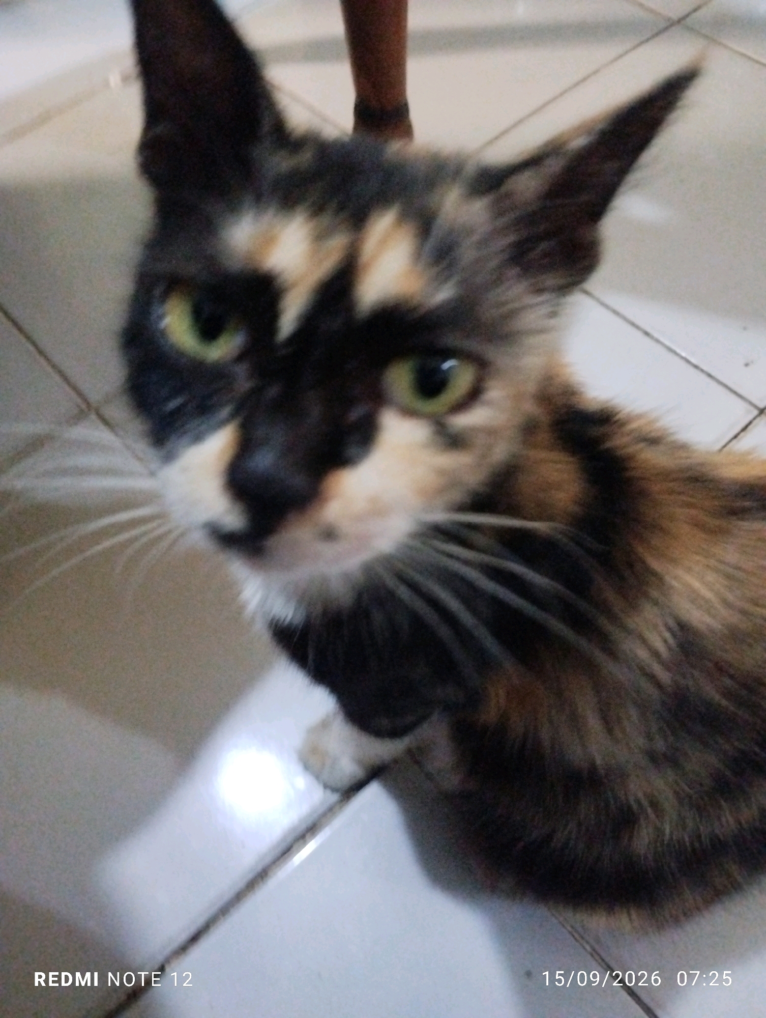 The image shows a close-up, slightly blurry shot of a tortoiseshell cat's face. The cat has green eyes, a black nose, and patches of black, orange, and white fur. Its whiskers are visible, fanning out from its muzzle. The cat is looking directly at the camera. The background appears to be a tiled floor, with some light and shadow play. Text overlays in the bottom left and right corners indicate "REDMI NOTE 12" and "15/09/2026 07:25" respectively, suggesting the photo was taken on September 15, 2026, at 7:25 AM using a Redmi Note 12 phone. There is no indication of the city of Bekasi, Indonesia, in the image.