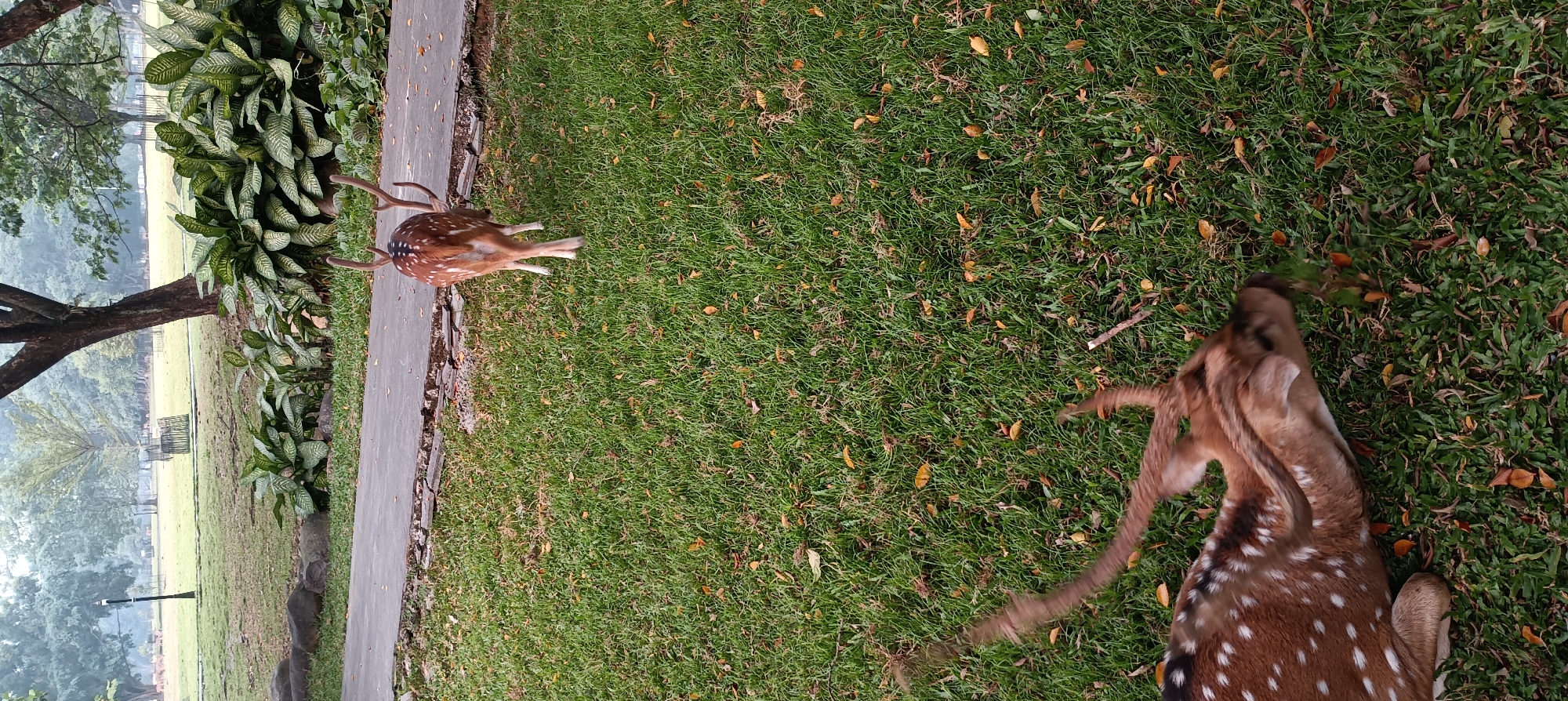 In a lush, green grassy field, two spotted deer are present. One deer is standing, facing away from the camera, its white spots clearly visible against its brown coat. It has a set of antlers. The other deer is lying down in the foreground, facing towards the right side of the frame, its head down as if grazing. The deer are in a park-like setting with trees and foliage in the background. The environment suggests an outdoor recreational area, potentially in the city of Bogor, Indonesia, known for its many parks and botanical gardens which often house such wildlife. The grass is interspersed with fallen leaves, indicating an autumn or transitional season. The lighting appears to be overcast, suggesting early morning or a cloudy day.