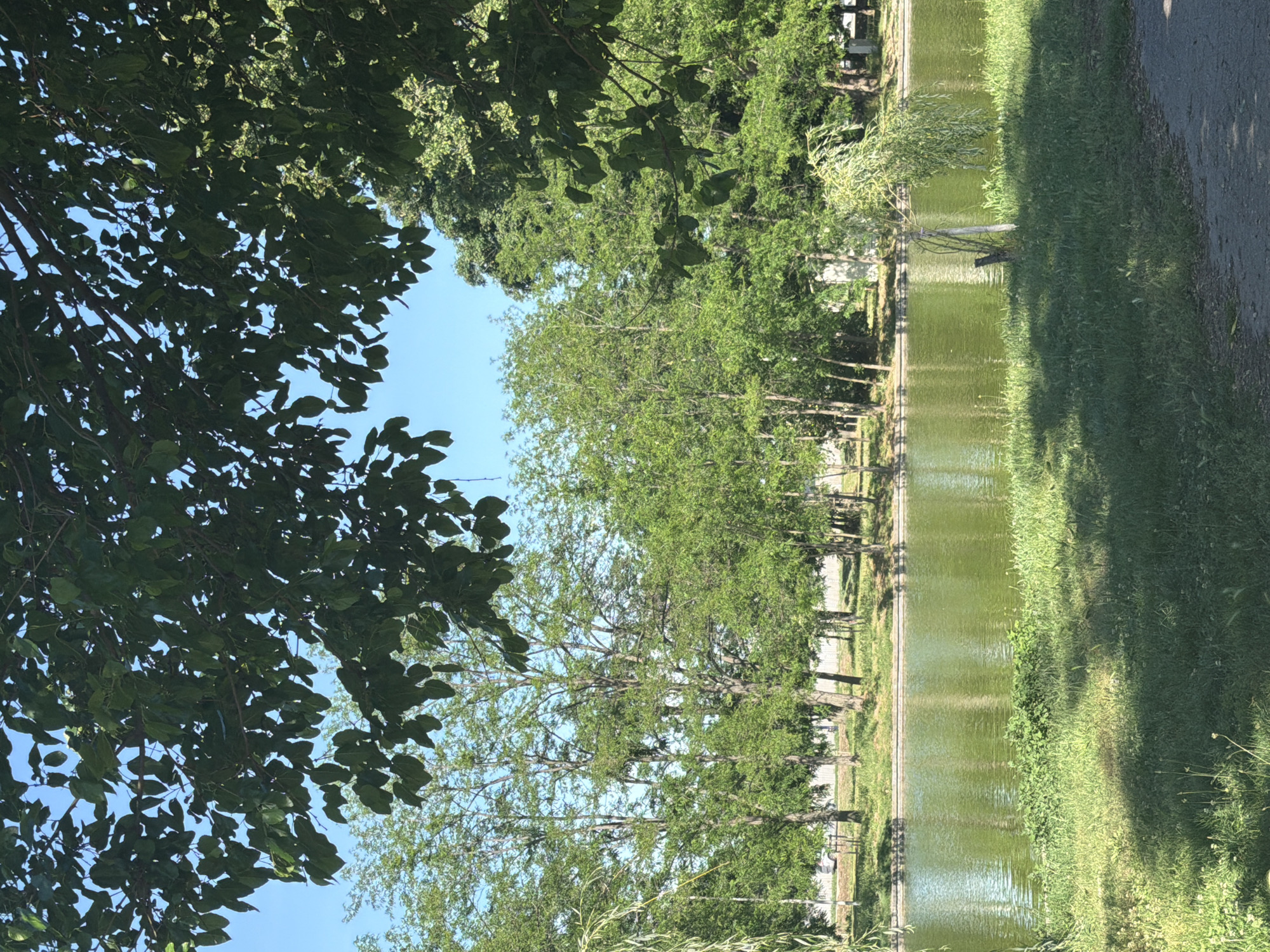 The image depicts a pond surrounded by trees in an unknown location. The left side of the image is framed by tree foliage, while the center showcases a body of water reflecting the surrounding trees. The right side of the image shows grassy land and a paved path.