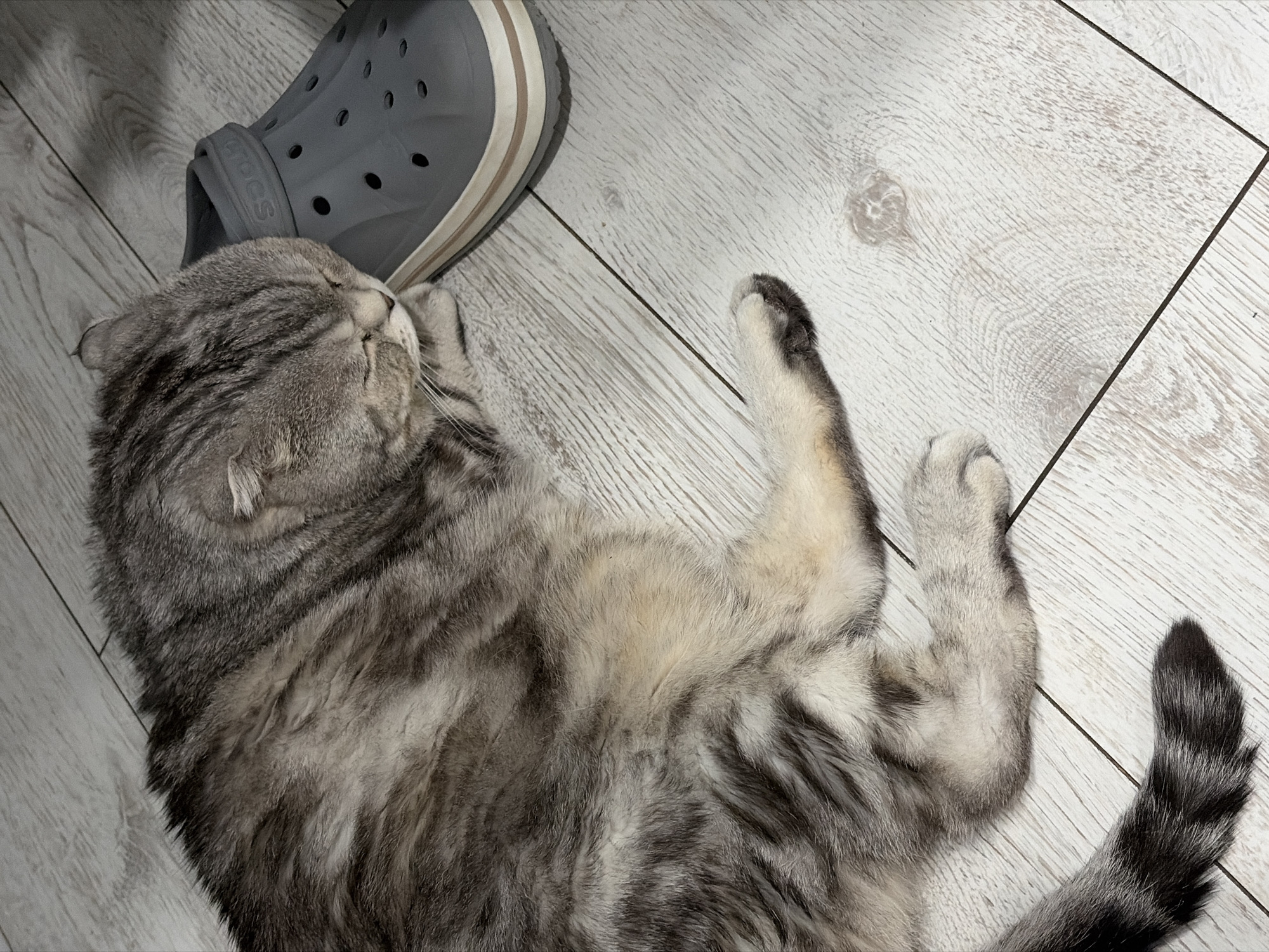 A gray tabby cat is lying on a light, wood-look tiled floor, next to a gray Crocs shoe. The cat is curled up, with its head near the shoe, its front paws extended, and its tail stretched out. The cat's fur has a mix of gray and white. The scene appears to be indoors, likely in a home. There is no information about the location in the city of Chaikovsky, Russia.