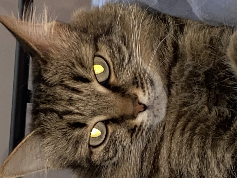 A close-up, head-on portrait features a domestic long-haired tabby cat. The cat exhibits brown and black striped fur, pointed ears, a pinkish-brown nose, and numerous white whiskers. Its eyes reflect light with a prominent yellow-gold glow. The subject is positioned against a blurred, indistinct background featuring a dark horizontal bar above its head and a muted blue-grey fabric to its right, indicating an indoor environment. No visual cues within the image identify its specific location within the city of Ust-Ilimsk, Russia.