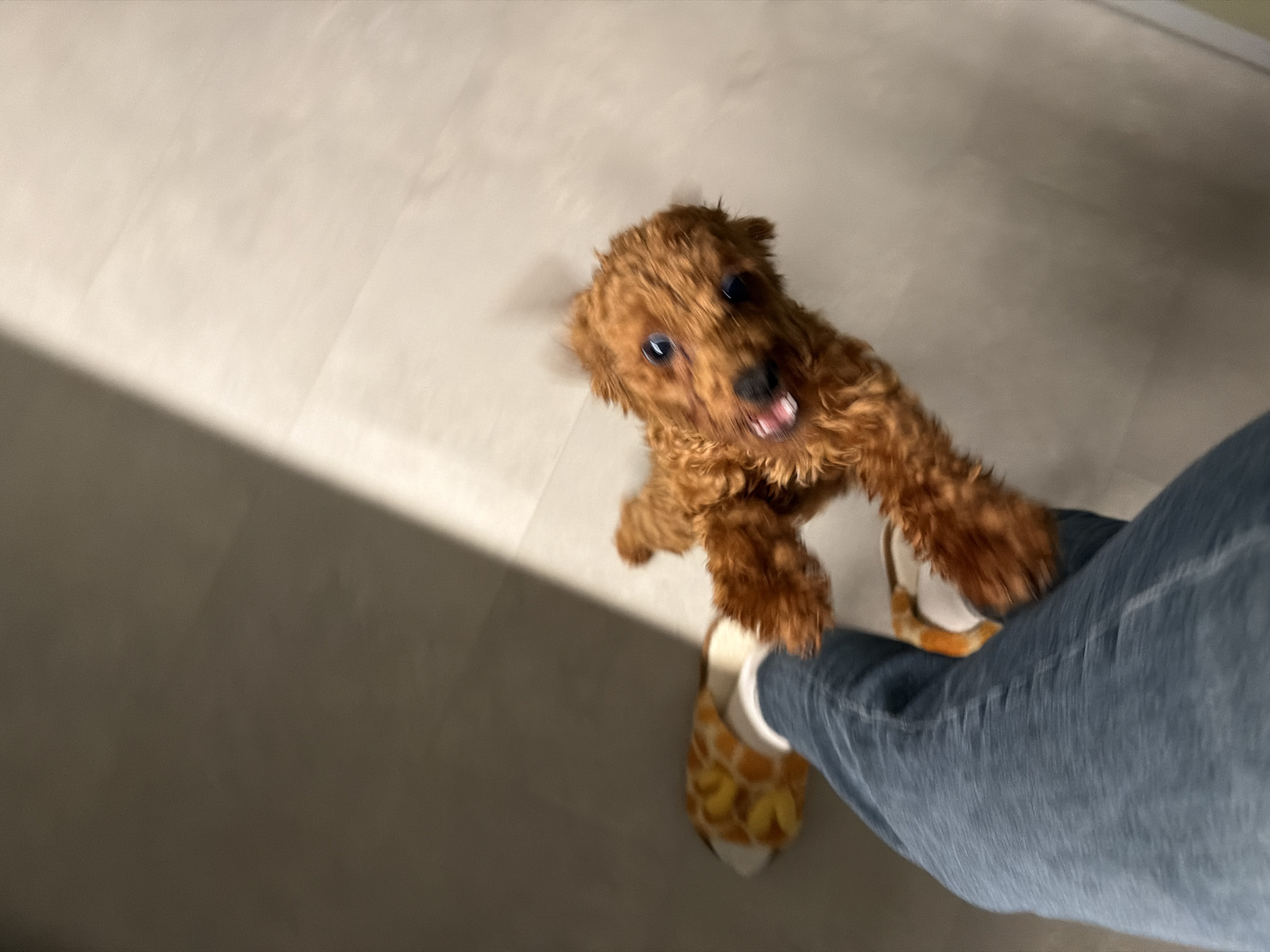 A small, reddish-brown poodle is playfully jumping up towards the camera. The dog's fur is curly and somewhat messy, and its mouth is open in a panting or excited expression, with its tongue visible. The poodle has dark eyes and a dark nose. It appears to be indoors on a light-colored, tiled floor. A person's legs, clad in blue jeans and wearing a slipper with a yellow and orange pattern, are visible in the lower left quadrant of the image, suggesting the dog is interacting with this person. A distinct shadow cast by a light source is visible on the floor, creating a diagonal line of light and shade. The overall impression is of a lively and energetic dog. The location is not specified as Sofia, Bulgaria.