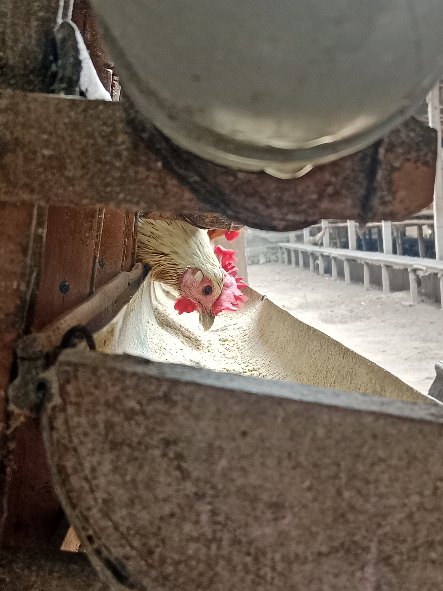 In Ringinrejo, Indonesia, a chicken with white and brown feathers and a red comb is pecking at feed from a trough. The chicken is positioned within a structure, with wooden elements and a metal trough visible. The background shows a dusty, open area with rows of posts, possibly indicating an agricultural setting or chicken coop. The lighting suggests it is daytime.