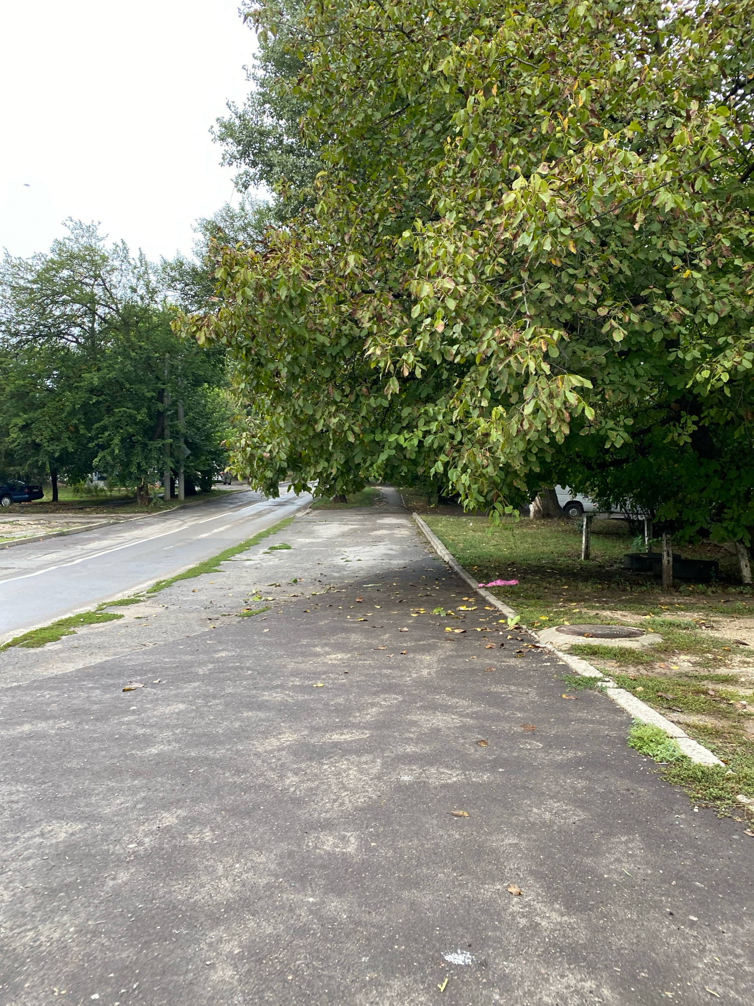The image depicts a paved walkway and an adjacent asphalt road with a grassy median in Chișinău, Moldova. Large, leafy trees overhang the walkway, some with browning leaves, suggesting it may be autumn. The sky is overcast. On the left side of the road, a dark-colored car is parked. The walkway has scattered fallen leaves and a pink plastic bag on its edge. A manhole cover is visible on the right side of the walkway, set into the grass verge. In the background, more trees line the area, and a white van is partially visible parked under the trees. The overall impression is a quiet, somewhat unkempt urban street scene.