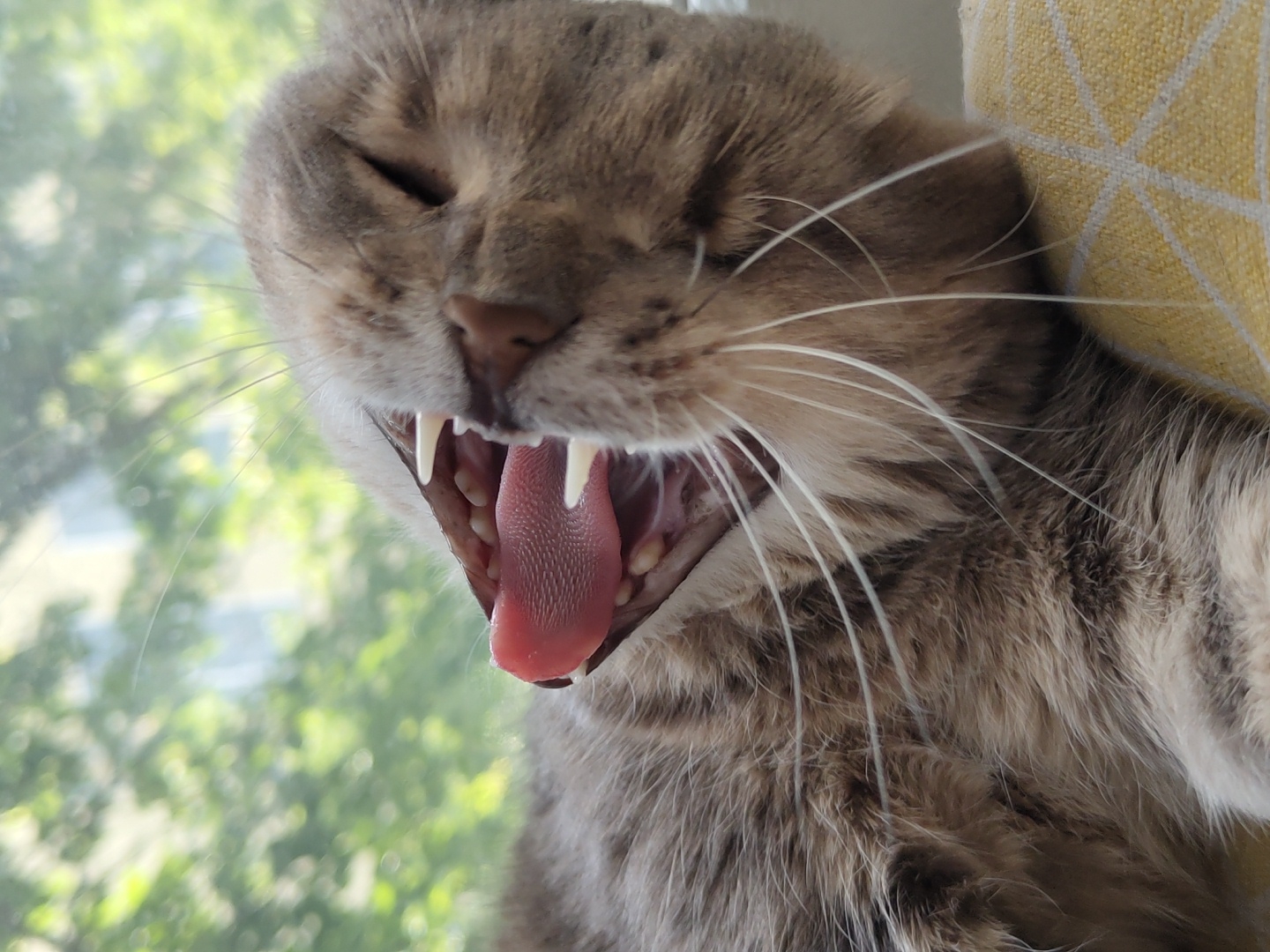 A close-up, slightly upward-angled shot captures a domestic cat in the middle of a wide yawn. The cat's head fills a significant portion of the frame, with its eyes mostly closed or squinted, enhancing the expression of sleepiness or relaxation. Its fur is a mix of gray and brown tabby patterns.
The cat's mouth is open very wide, prominently displaying its sharp, white canine teeth, along with other smaller teeth along the gums. Its pink tongue is extended and visible, clearly showing the textured papillae on its surface. Numerous long, white whiskers fan out from its muzzle.
In the blurred background to the left, green foliage, likely trees or bushes, suggests an outdoor scene viewed through a window during daylight hours. To the right, a small section of yellow fabric with a white geometric pattern is visible, possibly part of a cushion or blanket the cat is resting on. The overall lighting suggests natural daylight. There is no visible text in the image.