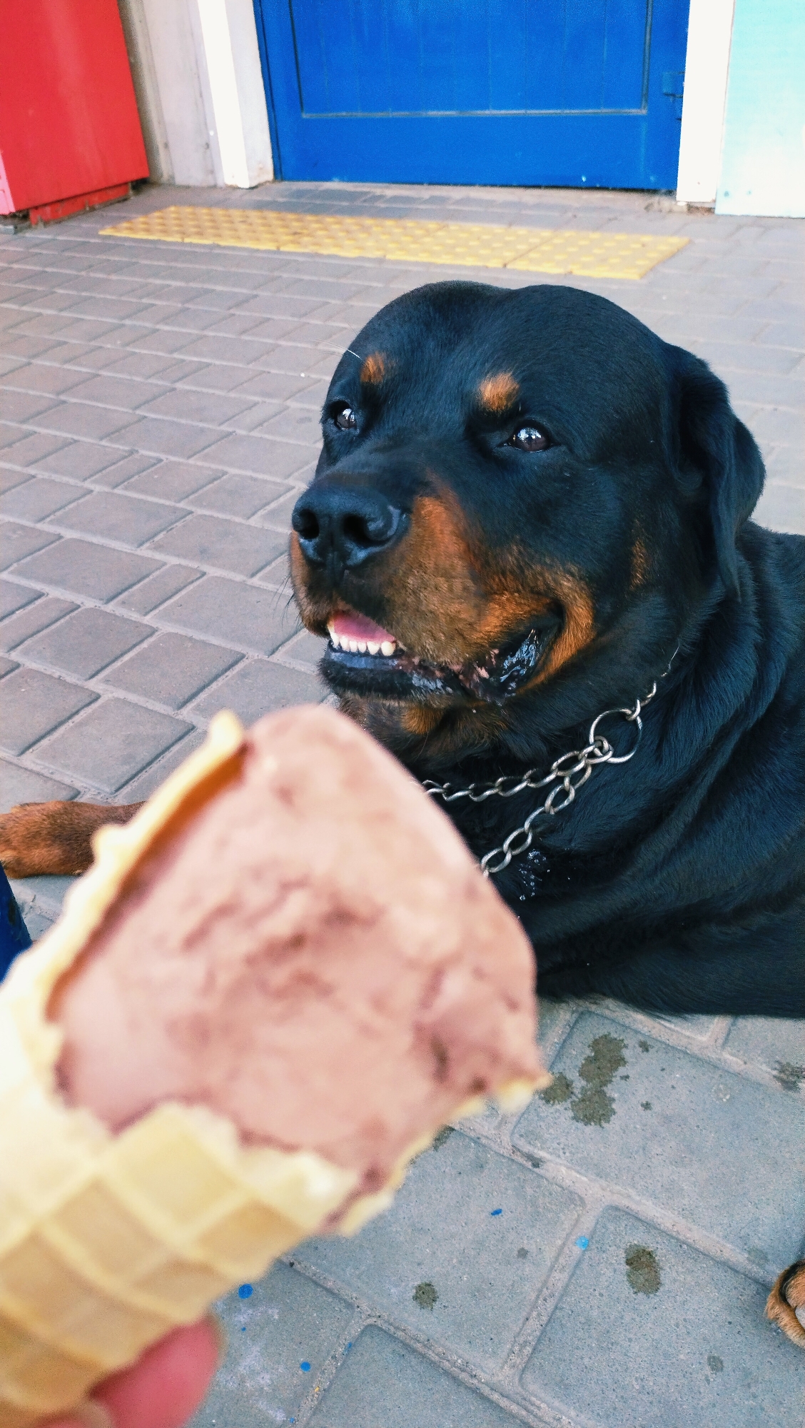 In Horishni Plavni, Ukraine, a Rottweiler with a chain collar lies on a paved surface. In the foreground, a person's hand holds an ice cream cone towards the dog, which appears to be looking at the ice cream with its mouth slightly open, revealing its teeth. The background shows a blue door and a red structure.