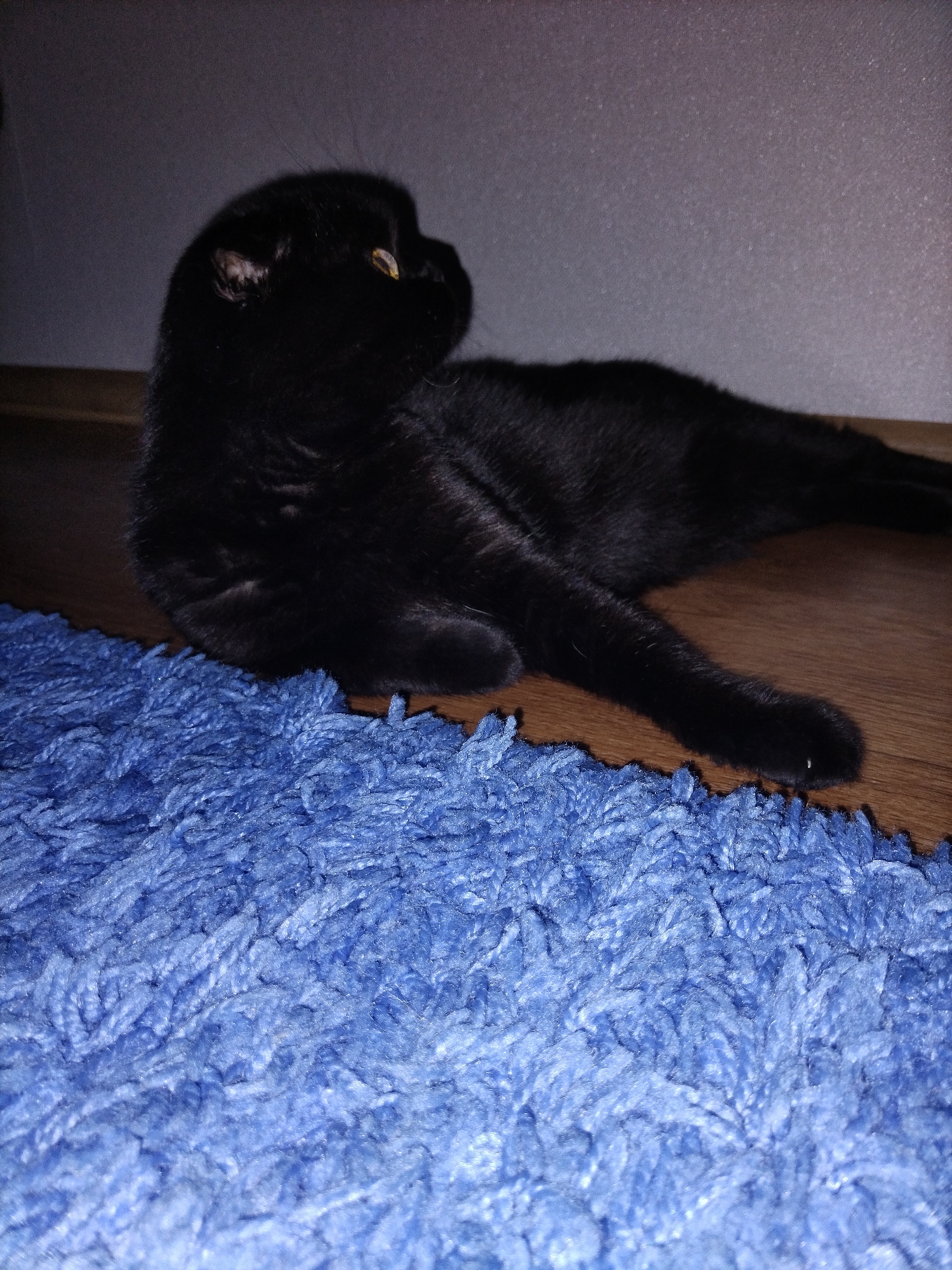 A black cat is lying on a blue rug. The cat is facing to the right and its eyes are yellow. The cat's fur is black and its ears are folded back. The rug is blue and fluffy and it is in the foreground of the image. The cat is lying on a wooden floor, which is visible behind the rug. The background is a wall that is light gray. The scene is indoors and it appears to be night time.