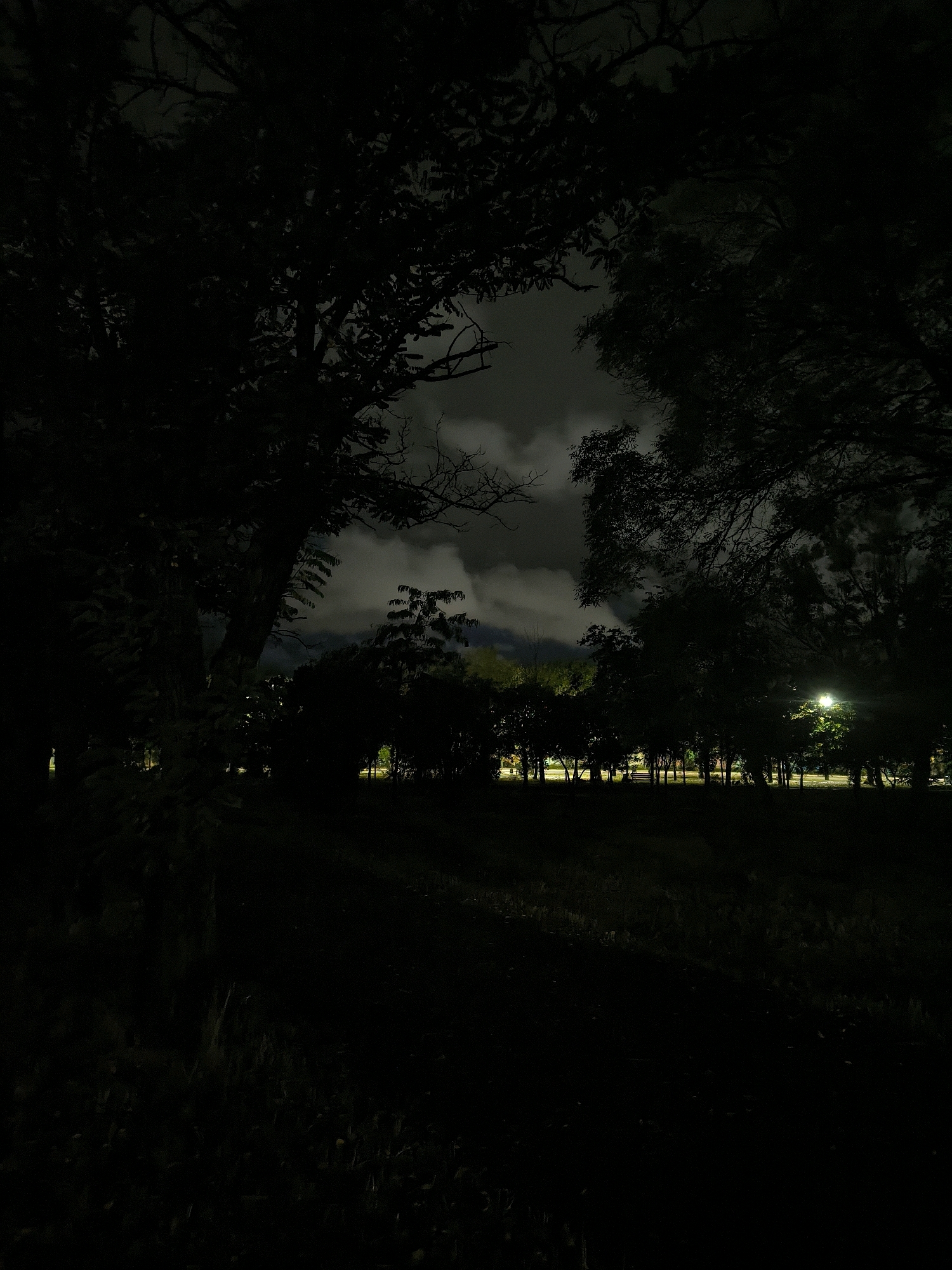 This is a nighttime photograph of a park or wooded area. The foreground is dark, with the silhouettes of trees and grass visible. In the midground, there is a line of trees with some lights shining through them, suggesting the presence of a road or buildings beyond. A single streetlamp illuminates the scene from the right side. The sky above is dark and cloudy, with some lighter patches indicating distant light sources. The overall impression is one of a quiet, somewhat eerie, natural environment at night. The photograph does not contain any people, specific landmarks, or identifiable elements that would place it in Mykolaiv, Ukraine.
