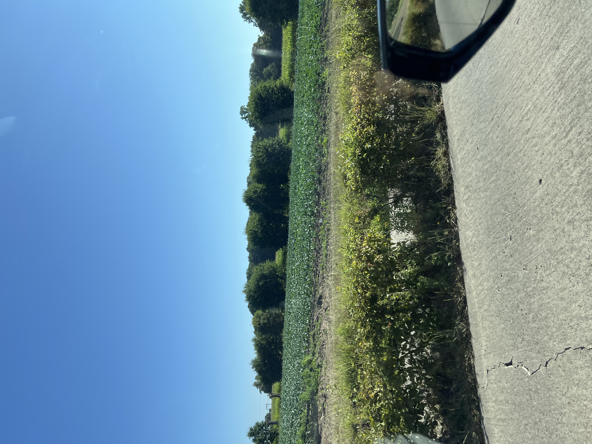 This image shows a rural landscape under a clear blue sky, likely captured from a vehicle moving on a paved road. In the foreground, the right side of a car's side mirror is visible, reflecting a portion of the scene. A cracked concrete surface, possibly a roadside or pathway, occupies the bottom of the frame. Beyond the road, a dense green hedge or shrubbery runs horizontally, separating the road from a large field. This field is filled with rows of lush, green crops, likely vegetables such as cabbage or lettuce, extending towards a line of trees in the middle ground. The trees are various shades of green and form a natural backdrop to the cultivated land. The overall impression is one of agricultural land in a relatively flat terrain, typical of the outskirts of a city like Mechelen, Belgium, which is known for its agricultural regions surrounding the urban center. The presence of fields and trees suggests a location outside the immediate built-up area of Mechelen, within its agricultural belt.