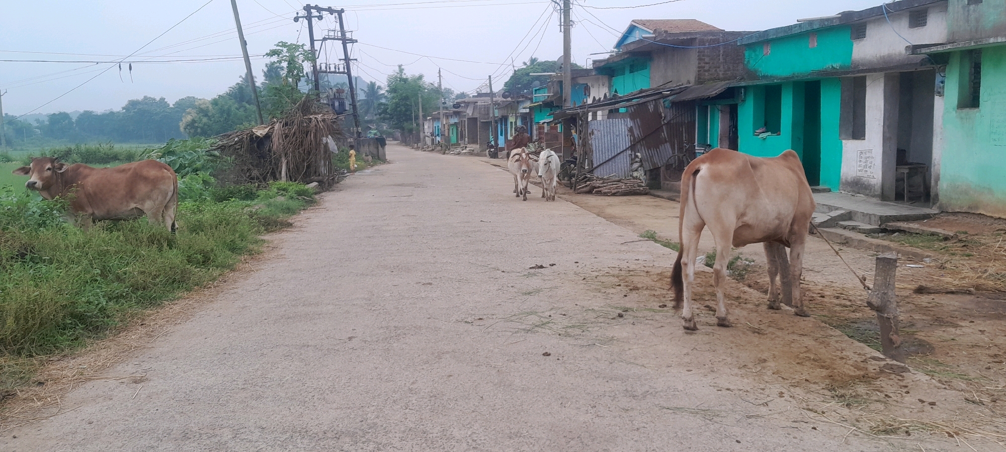 The image depicts a street scene in Gunduribadi, India, characterized by a paved road lined with houses and vegetation. Several cows are visible, with one brown cow grazing on the left side of the road, partially obscured by tall grass. Further down the road, two lighter-colored cows are walking away from the camera, followed by a person leading them. Another brown cow is standing on the right side of the road, facing away from the viewer, tied to a wooden post. The houses appear to be modest structures, some painted in vibrant colors like teal and light blue, with corrugated metal roofing visible on some. Utility poles with electrical wires are present along the street. The overall environment suggests a rural or semi-rural setting within the city.