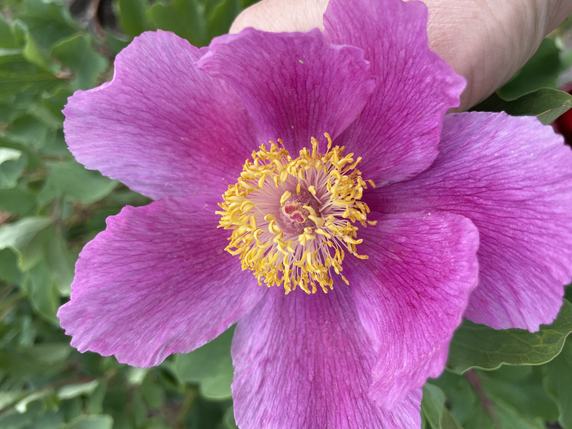 A close-up photograph shows a magenta flower with a cluster of yellow stamen in the center. The petals of the flower have visible linear veining. A person's fingers are visible at the top right of the image. Green leaves are partially visible in the background. There is no information indicating that this photo was taken in Solov'evka, Russia.
