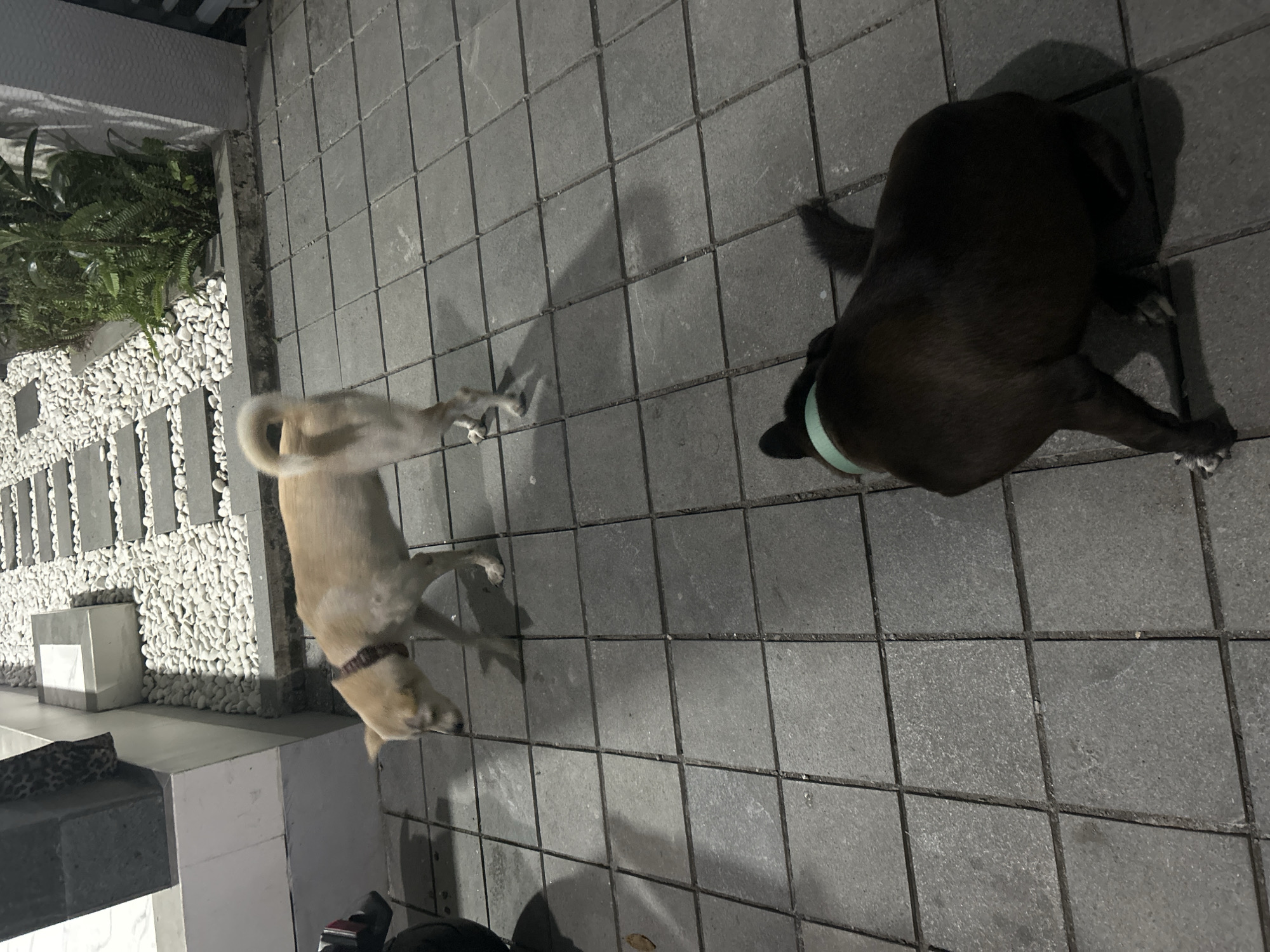 Two dogs are visible on a tiled outdoor patio in Sukawati, Indonesia. One dog is a light brown color with a white chest and appears to be in motion, with its tail curled and its front paws extended. It is wearing a dark collar. The other dog is dark brown or black and is lying down or crouching, with its head down and a light green object near its mouth. The ground is paved with square grey tiles. To the left of the dogs, there is an area with white stones and some lush green plants, possibly ferns, which appears to be a garden bed. A concrete structure with a cubical shape is also present in this garden area. The lighting suggests it is nighttime or dusk, indicated by the shadows cast on the tiles and the general dimness of the scene. The overall impression is a quiet, outdoor setting. There is no visible text in the image.