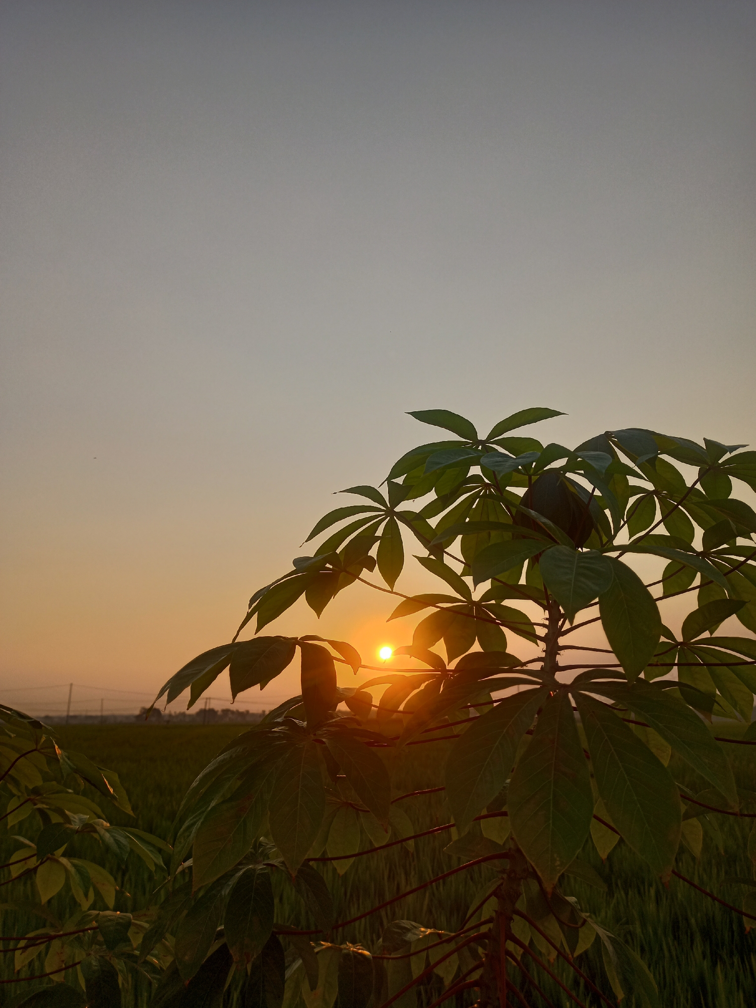 The image shows a plant with large, palmate leaves in the foreground. The plant is silhouetted against a hazy sky with the sun visible as a bright orb just above the horizon. The sun's rays are casting a warm, golden light through the leaves. In the background, there appears to be a field of green crops, possibly rice paddies, stretching towards a distant treeline. The overall atmosphere is serene and evokes a sense of natural beauty at dusk or dawn. The location is identified as Karangtalun, Indonesia.