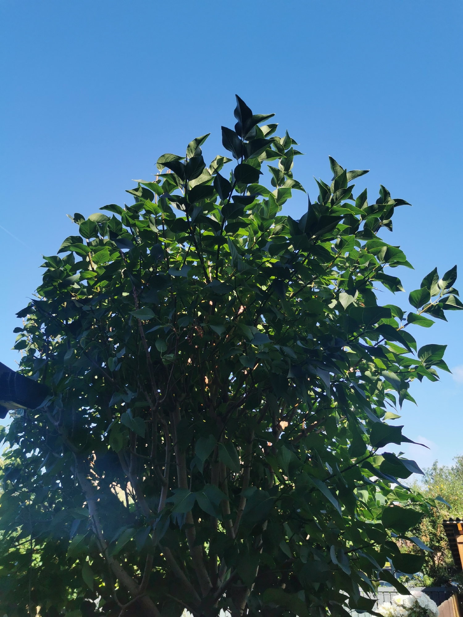 The image shows a close-up, low-angle view of a dense green tree against a clear blue sky. The tree is full of lush leaves and visible branches, with some parts casting shadows. In the lower left corner, a dark, angled object, possibly part of a roof or awning, is partially visible. In the background, out of focus, are hints of other greenery and structures, including a wooden fence and some white flowers. The overall impression is of a bright, sunny day. The image does not contain any information to suggest it is located in the city of Ripon, United Kingdom.
