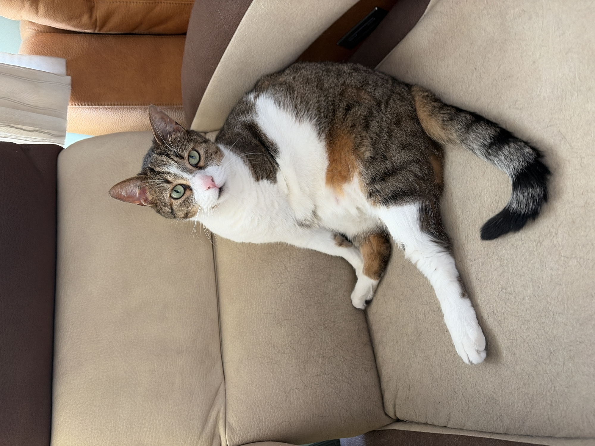 A domestic cat with tabby and white markings sits on a beige upholstered couch. The cat is positioned facing forward, with its body slightly angled to the right. Its head is turned to look towards the viewer, with green eyes and a pink nose. The cat's front left paw is extended forward, resting on the couch cushion. Its tail is curled upwards and to the right, showing a striped pattern of black, grey, and white. The couch has a textured, leathery surface and is a neutral beige color, with darker brown sections on the armrests and back. In the background, there are hints of brown and orange upholstered furniture, and a light-colored curtain hanging from a window. The lighting suggests an indoor setting during the daytime. The location is Unknown, Unknown.