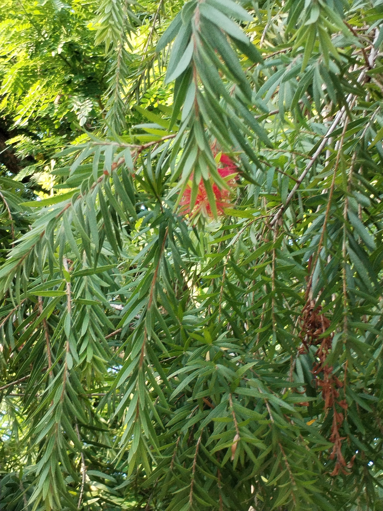 The image shows a close-up view of a tree with long, thin green leaves, similar to weeping willow foliage. A red flower cluster is visible amongst the leaves. The location is Bac Nha Trang Ward, Vietnam. The environment appears to be an outdoor, natural setting. There are no people or specific actions visible.