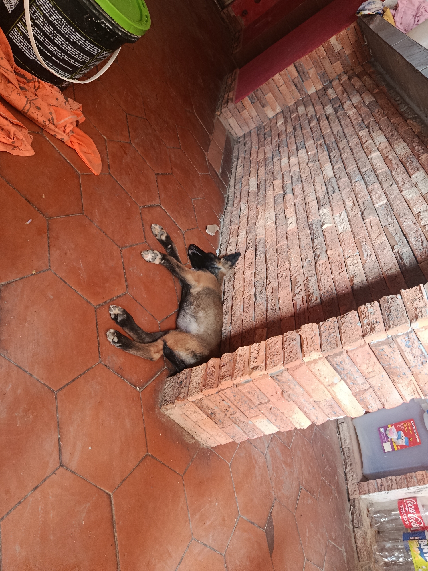 A high-angle shot shows a young dog lying on its back on a tiled floor next to a brick structure. The floor consists of reddish-brown hexagonal tiles. The dog is dark brown with black fur around its face and black paws with light colored nails. It is positioned close to a brick structure that appears to be part of a fireplace or hearth, made of small, reddish-brown bricks stacked together. In the upper left corner, a black bucket with a green lid sits on the tiles, and an orange cloth is draped nearby.
Towards the right side of the image, nestled behind the brick structure, are several plastic bottles of Coca-Cola, a blue plastic container, and other various items. The photo was taken indoors in Juan Griego, Venezuela.