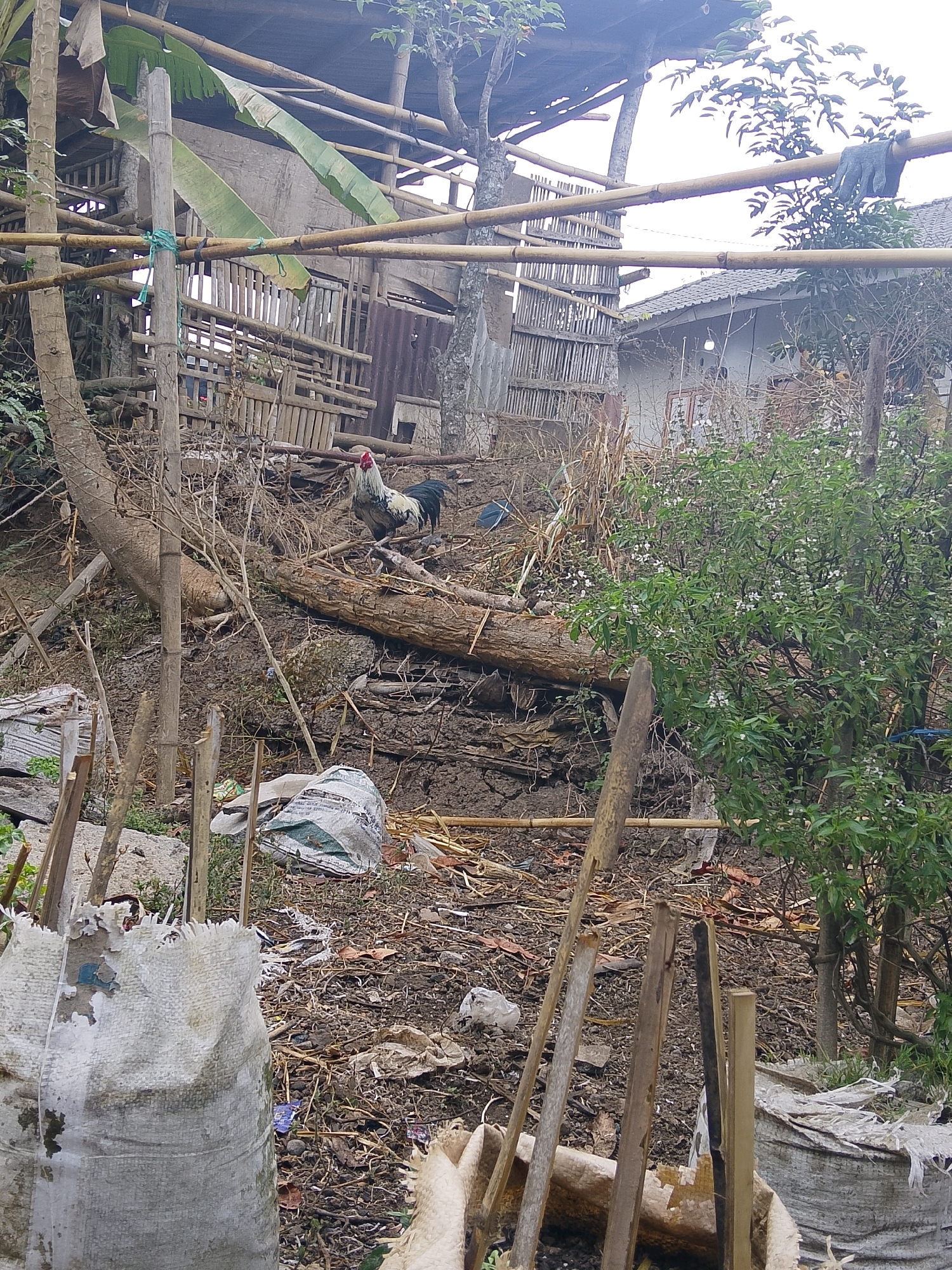 The image depicts an outdoor scene in a rural or undeveloped area, likely a backyard or farm. In the foreground, several large white sacks are visible, some appearing to be fertilizer or feed bags. Wooden stakes and debris are scattered on the ground, suggesting construction or gardening activity. A large log lies horizontally in the mid-ground, with a rooster standing nearby. The background features a rustic structure made of bamboo and corrugated metal, possibly a shed or dwelling. Trees and dense foliage are present throughout the scene, indicating a natural environment. The overall impression is one of a functional but unrefined outdoor space.