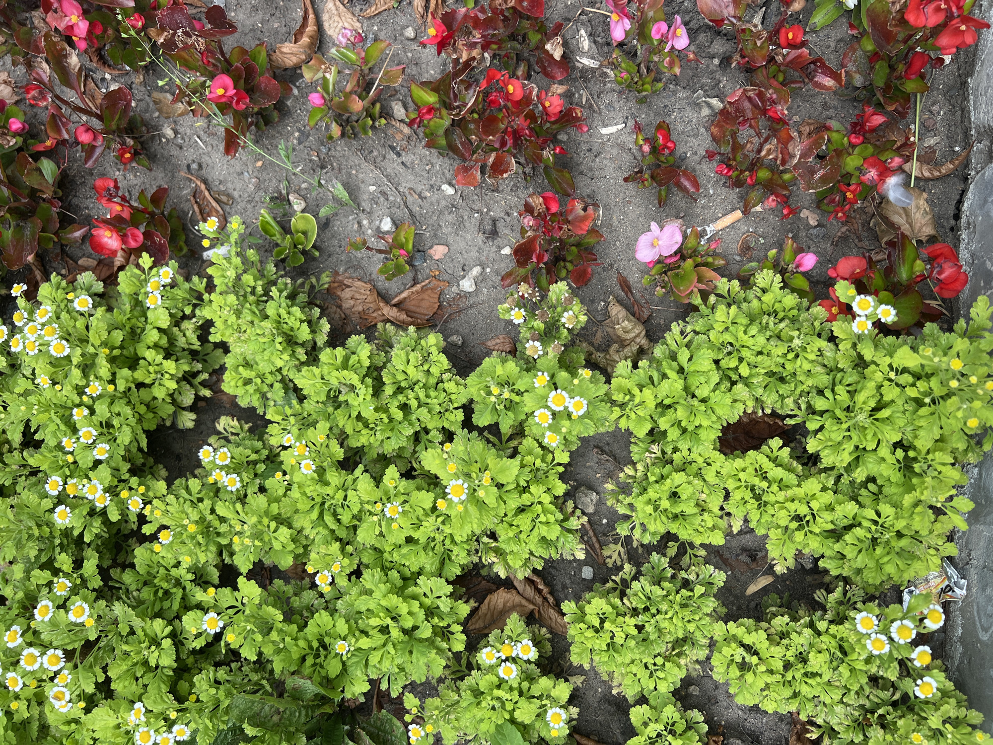 An overhead, close-up shot captures a garden bed in Moscow, Russia. On the left side of the frame, a dense cluster of bright green, feathery foliage is dotted with small, white daisy-like flowers with yellow centers. To the right, a section of reddish-brown soil is sparsely populated with plants featuring dark green and reddish-bronze leaves, interspersed with small red and pink flowers. Several dried brown leaves are scattered across the soil. The textures range from the soft, lush greenery to the rough, dry earth and crisp leaves.