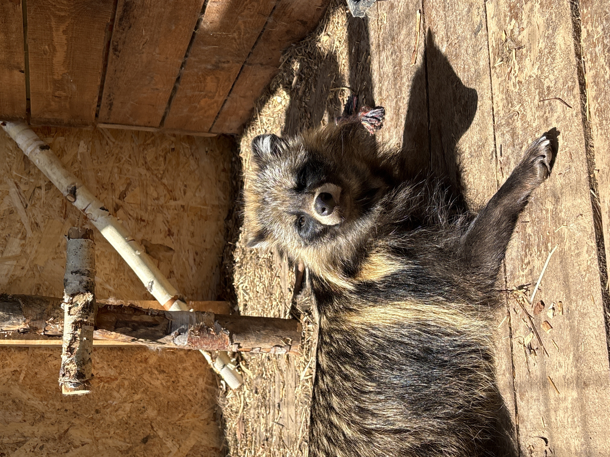 A medium, full shot shows a raccoon dog lying inside a wooden enclosure in Sibir’, Russia. The raccoon dog lies on its back, its head toward the top of the frame and its front legs extended to the right. The animal's coat is a mix of brown, black, and tan fur. Its face has a mask-like pattern, similar to a raccoon. The enclosure's walls and floor are made of wooden boards, with a small wooden ladder visible on the left side. The sun is shining on the enclosure, creating shadows of the raccoon dog and the ladder. The overall scene gives the impression that the raccoon dog is resting in a protected space, possibly a rescue enclosure or habitat.